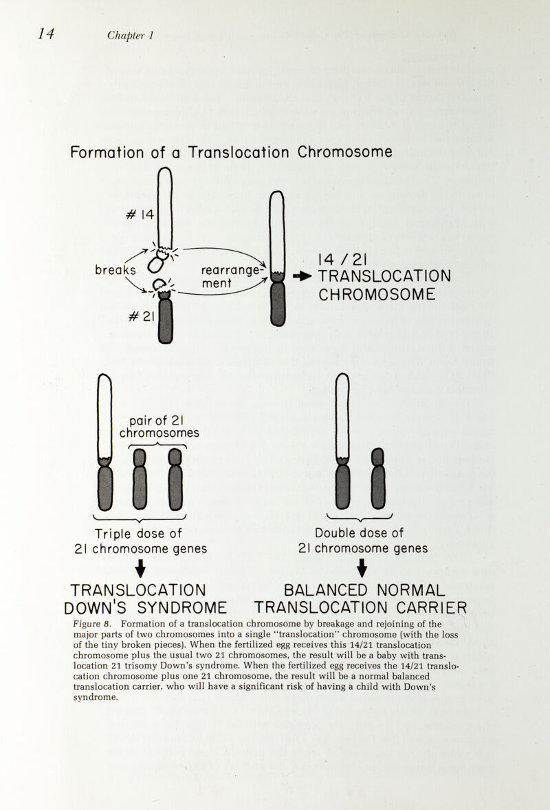 Chapter 1 be 46. One chromosome will appear to have an extra piece attached to it, which is a large part of the extra 21 chromosome. As we have said, in the event of a translocation, it is important to examine the chromosomes of both parents to be sure that neither of them is a balanced carrier of the translocation. WHO SHOULD HAVE A CHROMOSOME STUDY? When a child is born who has the physical appearance of Down's syndrome, the doctor must decide whether a chromosome study should be done. If there is any doubt about the diagnosis, or if he thinks the baby may have trisomy 21/normal mosaicism, a chromosome check is a wise idea. However, the physical features of a baby with Down's syndrome are usually sufficiently characteristic to permit the doctor to make a decision without a chromo¬ some study. A chromosome study is advisable to exclude the possibility of a translocation if the mother is under 30 and plans to have more children. Translocations are unusual in Down's syndrome babies of older mothers, and a chromosome study is usually not necessary for babies born to women over 30 or 35, when the physical diagnosis is certain. General Risk and Recurrence Risk for Down's Syndrome What are the general chances of a family having a child with Down's syndrome, and after one, of having a second? It is important to remember that faults in chromosome distribution are not rare. At least 4 per cent of pregnancies begin with an unbalanced chromosome set in the beginning cell. Most of these pregnancies end in miscarriage shortly afterward because most genetic imbalances do not allow for the continued develop¬ ment of the growing embryo. In fact, one-fourth of all embryos lost by spontaneous miscarriage have an altered number of chromosomes. The presence of three number 21 chromosomes in the early cells does not have as severe an effect on development as the presence in triplicate of most of the other chromosomes. The general risk of Down's syndrome must always be considered in relation to maternal age. As a woman reaches the latter years of her reproductive life, the likelihood of a fault in chromosome distribution increases progressively. Thus, after the age of 30 the likelihood of Down's syndrome approximately doubles for each successive 5-year period, as shown in Figure 10. At present, older maternal age is the only clear-cut human factor known to increase the likelihood of faulty chromosome dis¬ tribution and Down's syndrome. Figure 11 sets forth the recurrence risks for this disorder after a mother has had one child with Down's syndrome. Prebirth Detection of Down's Syndrome For those parents who have a relatively high risk of having a child with Down's syndrome, it is possible to do a chromosome study early in a pregnancy to determine whether the developing fetus has a chromosomal abnormality or not. The fetal cells are obtained from the amniotic fluid.