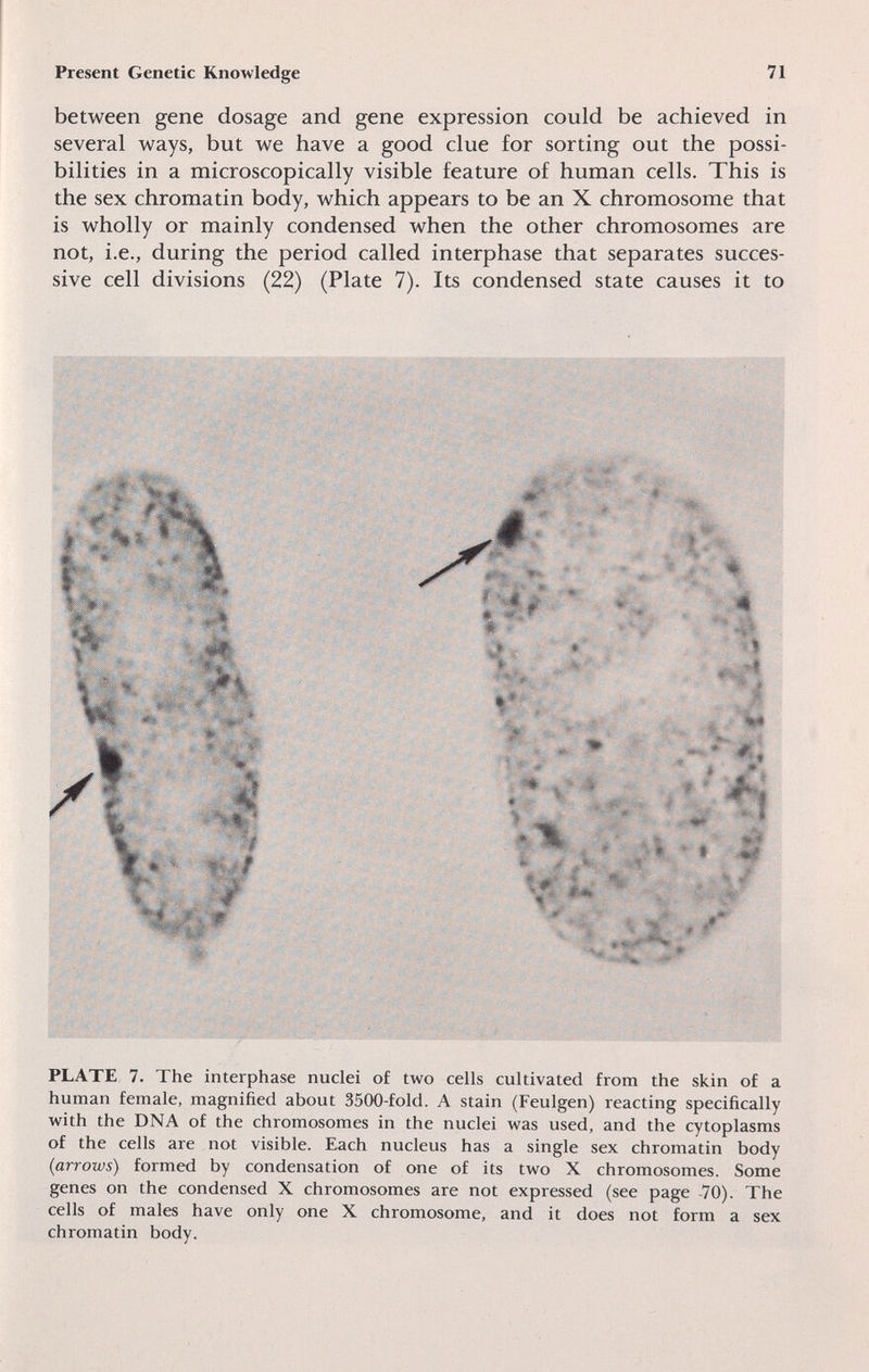 Present Genetic Knowledge 71 between gene dosage and gene expression could be achieved in several ways, but we have a good clue for sorting out the possi¬ bilities in a microscopically visible feature of human cells. This is the sex chromatin body, which appears to be an X chromosome that is wholly or mainly condensed when the other chromosomes are not, i.e., during the period called interphase that separates succes¬ sive cell divisions (22) (Plate 7). Its condensed state causes it to ê: ■' 1 I I*- . ^ ' 'ï/Щ ■■■ % й ■J л I ^ * Í Î'- Â' .1-* PLATE 7. The interphase nuclei of two cells cultivated from the skin of a human female, magnified about 3500-fold. A stain (Feulgen) reacting specifically with the DNA of the chromosomes in the nuclei was used, and the cytoplasms of the cells are not visible. Each nucleus has a single sex chromatin body (arrows) formed by condensation of one of its two X chromosomes. Some genes on the condensed X chromosomes are not expressed (see page 70). The cells of males have only one X chromosome, and it does not form a sex chromatin body.