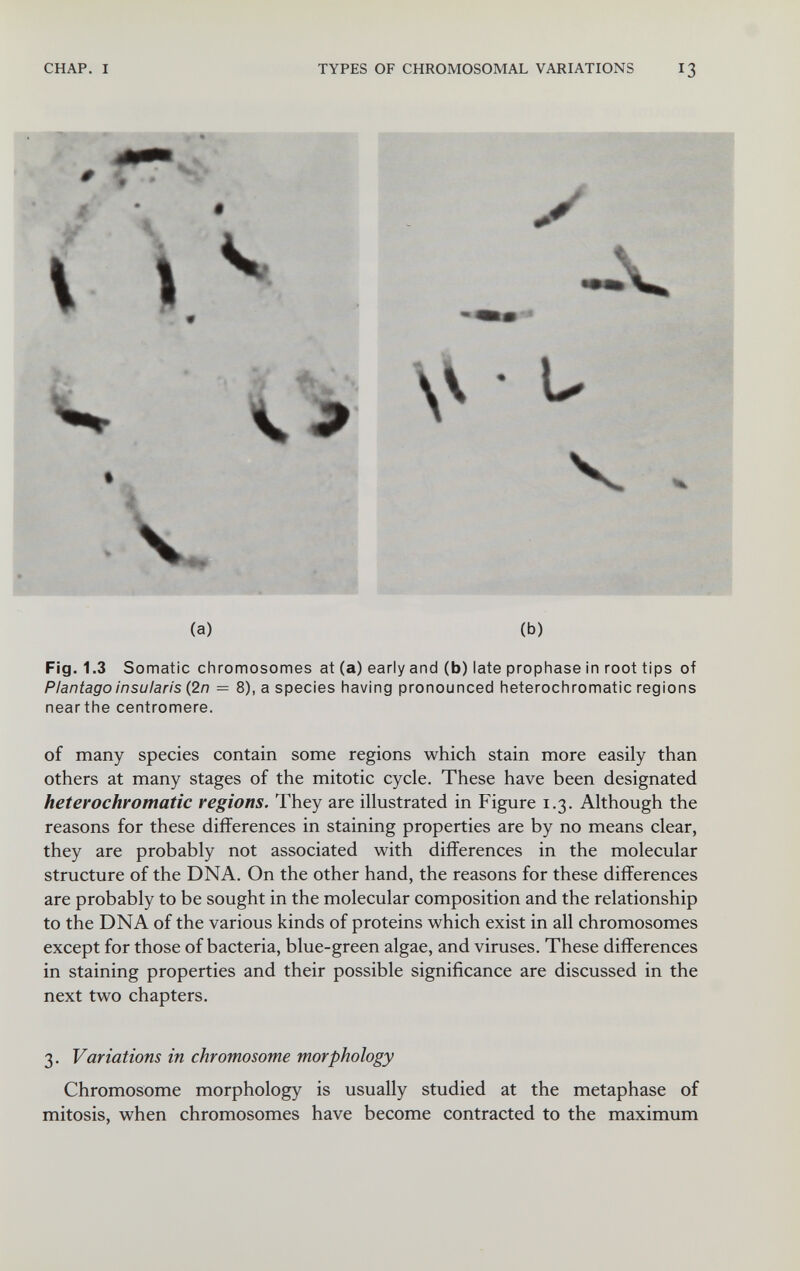 CHAP. I TYPES OF CHROMOSOMAL VARIATIONS 13 \\ • u V (a) (b) Fig. 1.3 Somatic chromosomes at (a) early and (b) late prophase in root tips of Plantagoinsularis (2n = 8), a species having pronounced heterochromatic regions nearthe centromere. of many species contain some regions which stain more easily than others at many stages of the mitotic cycle. These have been designated heterochromatic regions. They are illustrated in Figure 1.3. Although the reasons for these differences in staining properties are by no means clear, they are probably not associated with differences in the molecular structure of the DNA. On the other hand, the reasons for these differences are probably to be sought in the molecular composition and the relationship to the DNA of the various kinds of proteins which exist in all chromosomes except for those of bacteria, blue-green algae, and viruses. These differences in staining properties and their possible significance are discussed in the next two chapters. 3. Variations in chromosome morphology Chromosome morphology is usually studied at the metaphase of mitosis, when chromosomes have become contracted to the maximum