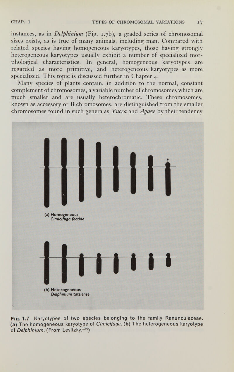 CHAP. I TYPES OF CHROMOSOMAL VARIATIONS 17 instances, as in Delphinium (Fig. 1.7b), a graded series of chromosomal sizes exists, as is true of many animals, including man. Compared with related species having homogeneous karyotypes, those having strongly heterogeneous karyotypes usually exhibit a number of specialized mor¬ phological characteristics. In general, homogeneous karyotypes are regarded as more primitive, and heterogeneous karyotypes as more specialized. This topic is discussed further in Chapter 4. Many species of plants contain, in addition to the normal, constant complement of chromosomes, a variable number of chromosomes which are much smaller and are usually heterochromatic. These chromosomes, known as accessory or В chromosomes, are distinguished from the smaller chromosomes found in such genera as Yucca and Agave by their tendency Htmti (a) Homogeneous Cimicifuga foetida llllli (b) Heterogeneous Delphinium tatsiense Fig. 1.7 Karyotypes of two species belonging to the family Ranunculaceae. (a) The homogeneous karyotype of Cimicifuga, (b) The heterogeneous karyotype of Delphinium. (From Levitzky.^)