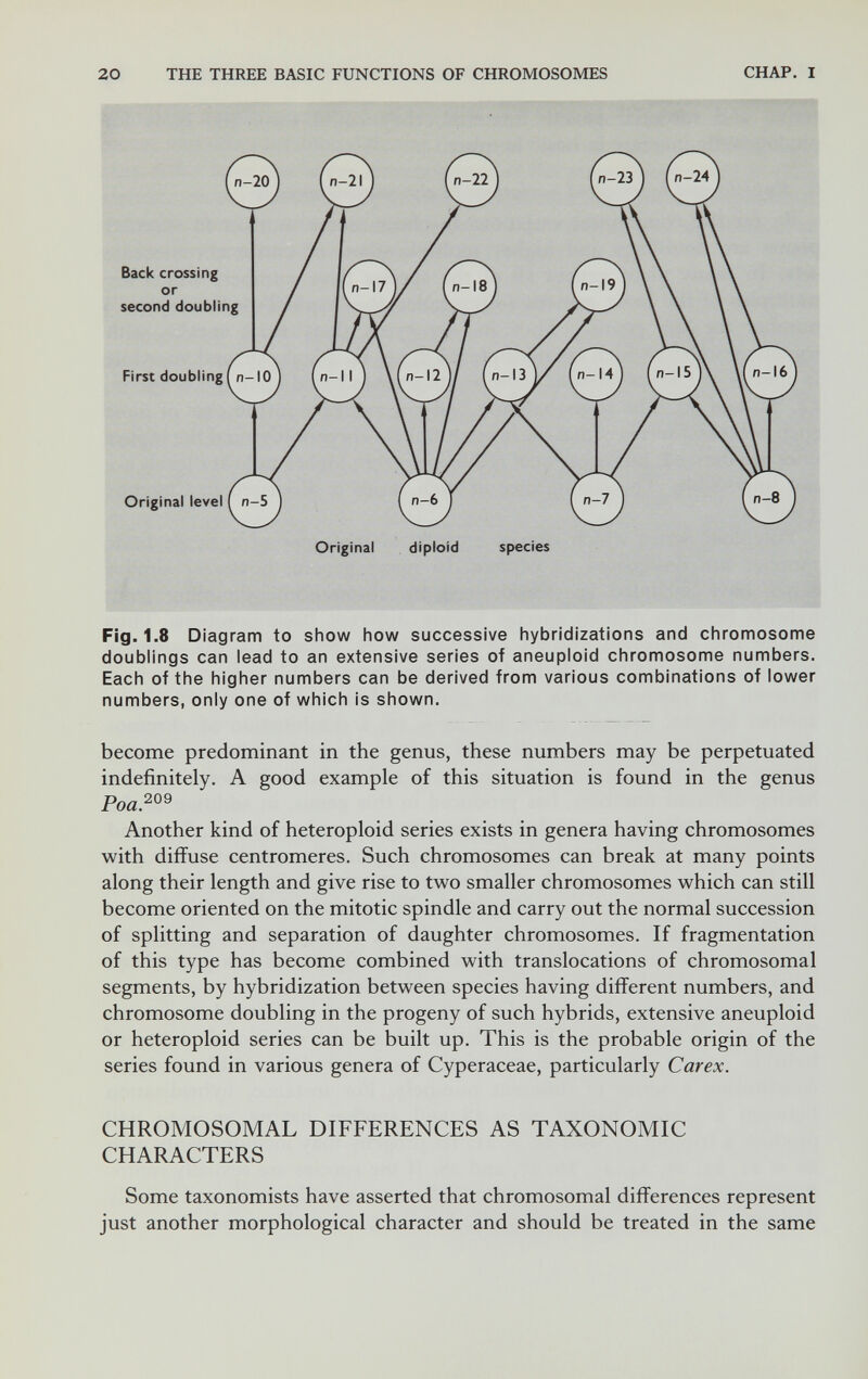 20 THE THREE BASIC FUNCTIONS OF CHROMOSOMES CHAP. I Fig. 1.8 Diagram to show how successive hybridizations and chromosome doublings can lead to an extensive series of aneuploid chromosome numbers. Each of the higher numbers can be derived from various combinations of lower numbers, only one of which is shown. become predominant in the genus, these numbers may be perpetuated indefinitely. A good example of this situation is found in the genus Poa?^^ Another kind of heteroploid series exists in genera having chromosomes with diffuse centromeres. Such chromosomes can break at many points along their length and give rise to two smaller chromosomes which can still become oriented on the mitotic spindle and carry out the normal succession of splitting and separation of daughter chromosomes. If fragmentation of this type has become combined with translocations of chromosomal segments, by hybridization between species having different numbers, and chromosome doubling in the progeny of such hybrids, extensive aneuploid or heteroploid series can be built up. This is the probable origin of the series found in various genera of Cyperaceae, particularly Carex. CHROMOSOMAL DIFFERENCES AS TAXONOMIC CHARACTERS Some taxonomists have asserted that chromosomal differences represent just another morphological character and should be treated in the same