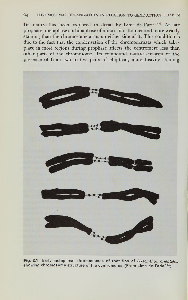 24 CHROMOSOMAL ORGANIZATION IN RELATION TO GENE ACTION CHAP. 2 Its nature has been explored in detail by Lima-de-Faria^^^. At late prophase, metaphase and anaphase of mitosis it is thinner and more weakly staining than the chromosome arms on either side of it. This condition is due to the fact that the condensation of the chromonemata which takes place in most regions during prophase affects the centromere less than other parts of the chromosome. Its compound nature consists of the presence of from two to five pairs of elliptical, more heavily staining Fig. 2.1 Early metaphase chromosomes of root tips of Hyacinthus orientalis, showing chromosome structure of the centromeres. (From Lima-de-Faria.^)