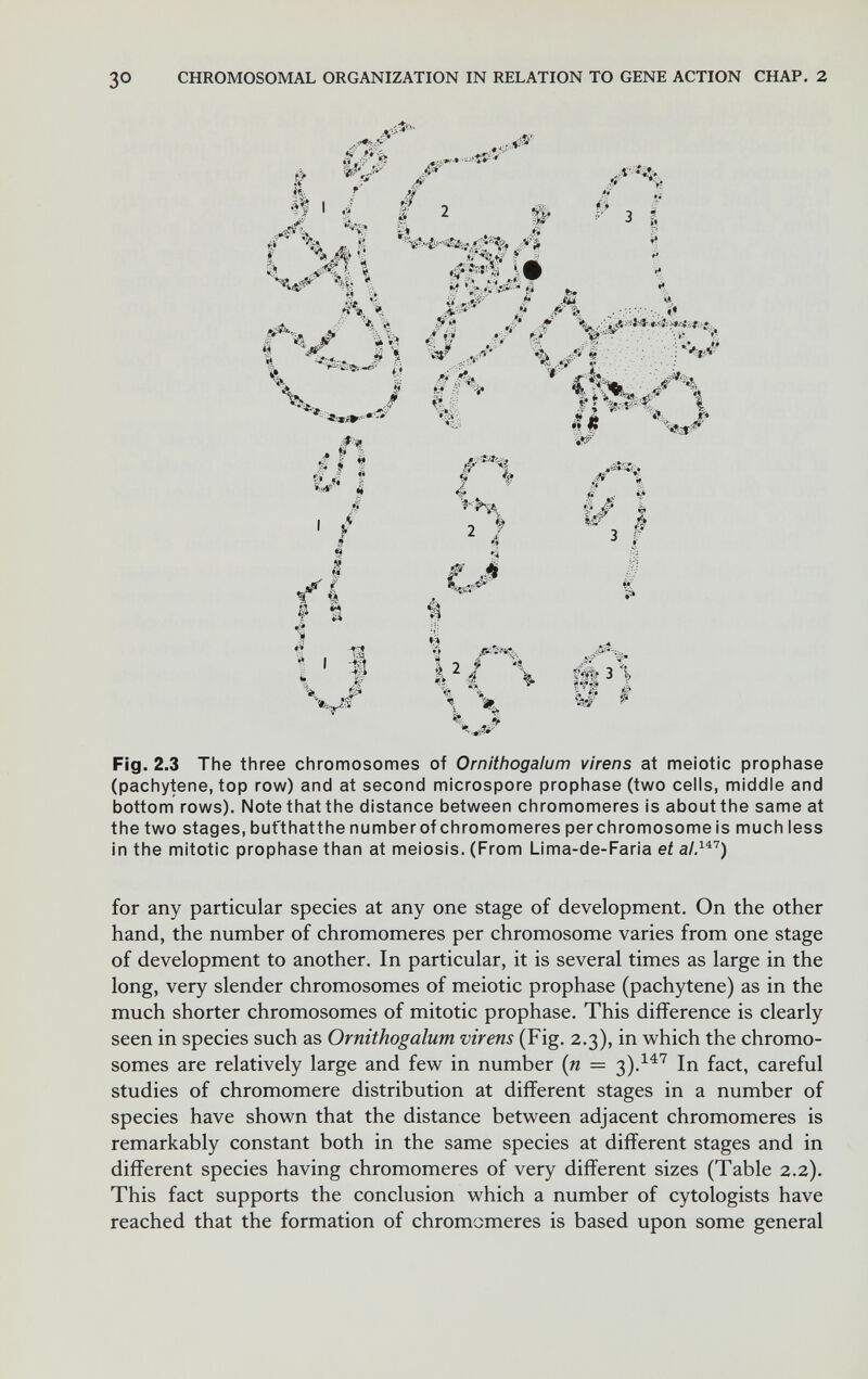 30 CHROMOSOMAL ORGANIZATION IN RELATION TO GENE ACTION CHAP. 2 li y л-' ,•* í'r. f # '' f ' с I ^ t ' ^ .<rííV\ V- ¿í I I .íf íír^i V# ^Л.Л.'Ф' - ■-* »-* '•■' '¿ ïi V?:-- ' Î« fc. i •\ií % i¿ .,■#•■ .Mti Ц, r-'i? #■ гй -.4 X;,. j Ы i II ф% Й I » ,лг^% 0 4?? VT .f \ ^ 4 I »• ^ ,# i # è 1 2 ^ ^^3 I 4 V íf N ^ .1 J r 4* •f» 'tf ■»i ♦A ¿i i 1:4 1 |V.| \ Ä3% л-' *■■*. i'4 Ï* л 'V» Ï- 5; • й lÉS* «.i? gíí 'W-S \ %, Fig. 2.3 The three chromosomes of Ornithogalum virens at meiotic prophase (pachytene, top row) and at second microspore prophase (two cells, middle and bottom rows). Note that the distance between chromomeres is about the same at the two stages, bufthatthe numberof chromomeres perchromosomeis much less in the mitotic prophase than at meiosis. (From Lima-de-Faria et for any particular species at any one stage of development. On the other hand, the number of chromomeres per chromosome varies from one stage of development to another. In particular, it is several times as large in the long, very slender chromosomes of meiotic prophase (pachytene) as in the much shorter chromosomes of mitotic prophase. This difference is clearly seen in species such as Ornithogalum virens (Fig. 2.3), in which the chromo¬ somes are relatively large and few in number (и = In fact, careful studies of chromomere distribution at different stages in a number of species have shown that the distance between adjacent chromomeres is remarkably constant both in the same species at different stages and in different species having chromomeres of very different sizes (Table 2.2). This fact supports the conclusion which a number of cytologists have reached that the formation of chromomeres is based upon some general