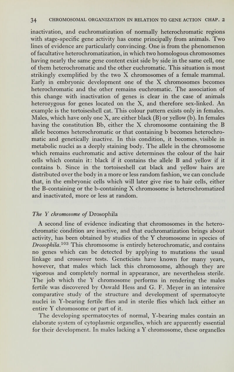 34 CHROMOSOMAL ORGANIZATION IN RELATION TO GENE ACTION CHAP. 2 inactivation, and euchromatization of normally heterochromatic regions with stage-specific gene activity has come principally from animals. Two lines of evidence are particularly convincing. One is from the phenomenon of facultative heterochromatization, in which two homologous chromosomes having nearly the same gene content exist side by side in the same cell, one of them heterochromatic and the other euchromatic. This situation is most strikingly exemplified by the two X chromosomes of a female mammal. Early in embryonic development one of the X chromosomes becomes heterochromatic and the other remains euchromatic. The association of this change with inactivation of genes is clear in the case of animals heterozygous for genes located on the X, and therefore sex-linked. An example is the tortoiseshell cat. This colour pattern exists only in females. Males, which have only one X, are either black (B) or yellow (b). In females having the constitution Bb, either the X chromosome containing the В allele becomes heterochromatic or that containing b becomes heterochro¬ matic and genetically inactive. In this condition, it becomes, visible in metabolic nuclei as a deeply staining body. The allele in the chromosome which remains euchromatic and active determines the colour öf the hair cells which contain it: black if it contains the allele В and yellow if it contains b. Since in the tortoiseshell cat black and yellow hairs are distributed over the body in a more or less random fashion, we can conclude that, in the embryonic cells which will later give rise to hair cells, either the B-containing or the b-containing X chromosome is heterochromatized and inactivated, more or less at random. The Y chromosome of Drosophila A second line of evidence indicating that chromosomes in the hetero¬ chromatic condition are inactive, and that euchromatization brings about activity, has been obtained by studies of the Y chromosome in species of Drosophila}^^ This chromosome is entirely heterochromatic, and contains no genes which can be detected by applying to mutations the usual linkage and crossover tests. Geneticists have known for many years, however, that males which lack this chromosome, although they are vigorous and completely normal in appearance, are nevertheless sterile. The job which the Y chromosome performs in rendering the males fertile was discovered by Oswald Hess and G. F. Meyer in an intensive comparative study of the structure and development of spermatocyte nuclei in Y-bearing fertile flies and in sterile flies which lack either an entire Y chromosome or part of it. The developing spermatocytes of normal, Y-bearing males contain an elaborate system of cytoplasmic organelles, which are apparently essential for their development. In males lacking a Y chromosome, these organelles