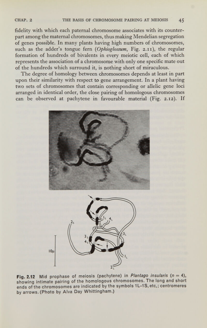 CHAP. 2 THE BASIS OF CHROMOSOME PAIRESTG AT MEIOSIS 45 fidelity with which each paternal chromosome associates with its counter¬ part among the maternal chromosomes, thus making IVIendelian segregation of genes possible. In many plants having high numbers of chromosomes, such as the adder's tongue fern {Ophioglossum, Fig. 2.11), the regular formation of hundreds of bivalents in ever)^ meiotic cell, each of which represents the association of a chromosome with only one specific mate out of the hundreds which surround it, is nothing short of miraculous. The degree of homology between chromosomes depends at least in part upon their similarity with respect to gene arrangement. In a plant having two sets of chromosomes that contain corresponding or allelic gene loci arranged in identical order, the close pairing of homologous chromosomes can be observed at pachytene in favourable material (Fig. 2.12). If Fig. 2.12 Mid prophase of meiosis (pachytene) in Plantago insularis (л = 4), showing intimate pairing of the homologous chromosomes. The long and short ends of the chromosomes are indicated by the symbols 1L-1S, etc, ; centromeres by arrows. (Photo by Alva Day Whittingham.)