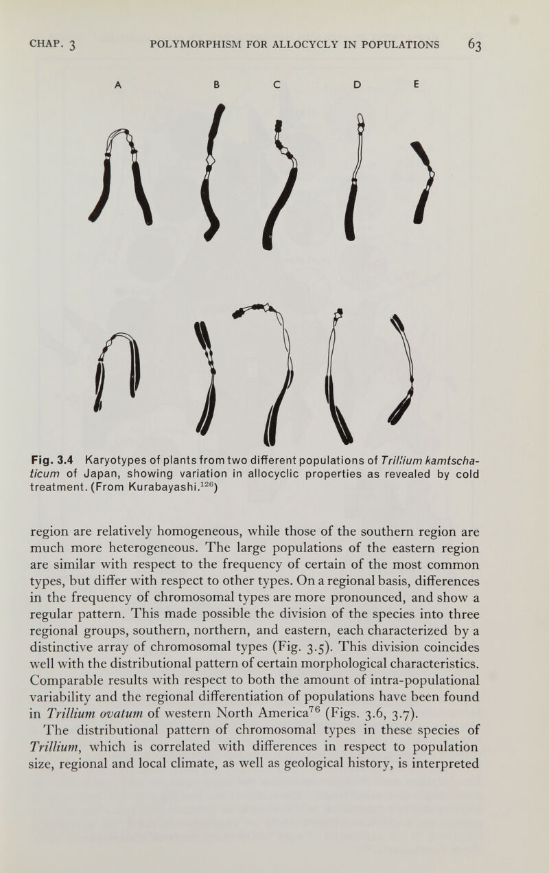 CHAP. 3 POLYMORPHISM FOR ALLOCYCLY IN POPULATIONS 63 Fig. 3.4 Karyotypes of plants from two different populations of Trillium kamtscha- ticum of Japan, showing variation in allocyclic properties as revealed by cold treatment. (From Kurabayashi.^^®) region are relatively homogeneous, while those of the southern region are much more heterogeneous. The large populations of the eastern region are similar with respect to the frequency of certain of the most common types, but differ with respect to other types. On a regional basis, differences in the frequency of chromosomal types are more pronounced, and show a regular pattern. This made possible the division of the species into three regional groups, southern, northern, and eastern, each characterized by a distinctive array of chromosomal types (Fig. 3.5). This division coincides well with the distributional pattern of certain morphological characteristics. Comparable results with respect to both the amount of intra-populational variability and the regional differentiation of populations have been found in Trillium ovatum of western North America^® (Figs. 3.6, 3.7). The distributional pattern of chromosomal types in these species of Trillium, which is correlated with differences in respect to population size, regional and local climate, as well as geological history, is interpreted