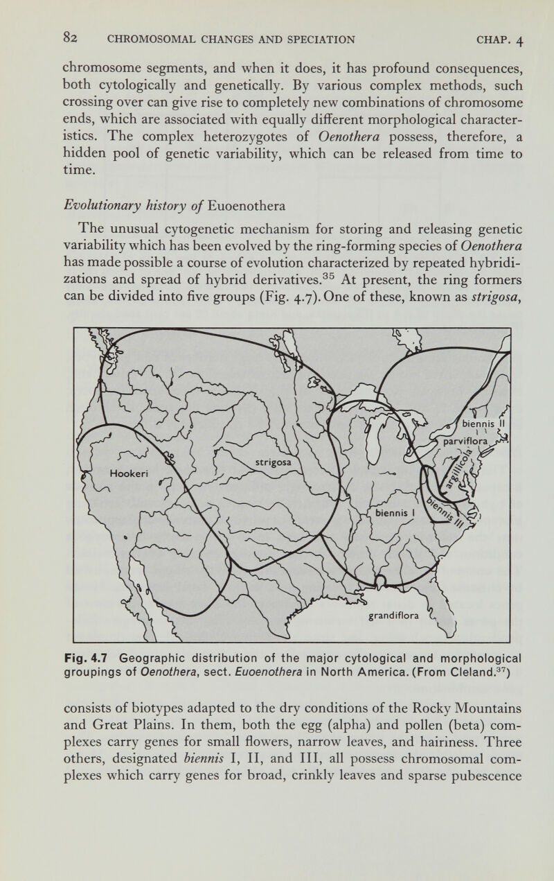 82 CHROMOSOMAL CHANGES AND SPECIATION CHAP, 4 chromosome segments, and when it does, it has profound consequences, both cytologically and genetically. By various complex methods, such crossing over can give rise to completely new combinations of chromosome ends, which are associated with equally different morphological character¬ istics. The complex heterozygotes of Oenothera possess, therefore, a hidden pool of genetic variability, which can be released from time to time. Evolutionary history of Euoenothera The unusual cytogenetic mechanism for storing and releasing genetic variability which has been evolved by the ring-forming species of Oenothera has made possible a course of evolution characterized by repeated hybridi¬ zations and spread of hybrid derivatives.^® At present, the ring formers can be divided into five groups (Fig. 4.7). One of these, known as strigosa, Fig. 4.7 Geographic distribution of the major cytologicai and morphological groupings of Oenothera, sect. Euoenothera in North America. (From Cleland.®') consists of biotypes adapted to the dry conditions of the Rocky Mountains and Great Plains. In them, both the egg (alpha) and pollen (beta) com¬ plexes carry genes for small flowers, narrow leaves, and hairiness. Three others, designated biennis I, II, and III, all possess chromosomal com¬ plexes which carry genes for broad, crinkly leaves and sparse pubescence