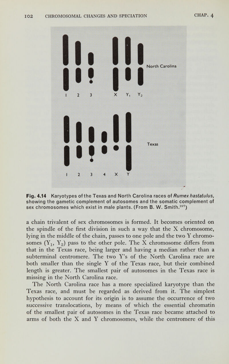 102 CHROMOSOMAL CHANGES AND SPECIATION CHAP. 4 II. Ill |H IM 12 3 X Y, Ya North Carolina |l!*| Texas Flg. 4.14 Karyotypes of the Texas and North Carolina races oi Rumex hastatulus, showing the gametic complement of autosomes and the somatic complement of sex chromosomes which exist in male plants. (From B. W. Smith.^®'') a chain trivalent of sex chromosomes is formed. It becomes oriented on the spindle of the first division in such a way that the X chromosome, lying in the middle of the chain, passes to one pole and the two Y chromo¬ somes (Y]^, Y2) pass to the other pole. The X chromosome differs from that in the Texas race, being larger and having a median rather than a subterminal centromere. The two Y's of the North Carolina race are both smaller than the single Y of the Texas race, but their combined length is greater. The smallest pair of autosomes in the Texas race is missing in the North Carolina race. The North Carolina race has a more specialized karyotype than the Texas race, and must be regarded as derived from it. The simplest hypothesis to account for its origin is to assume the occurrence of two successive translocations, by means of which the essential chromatin of the smallest pair of autosomes in the Texas race became attached to arms of both the X and Y chromosomes, while the centromere of this