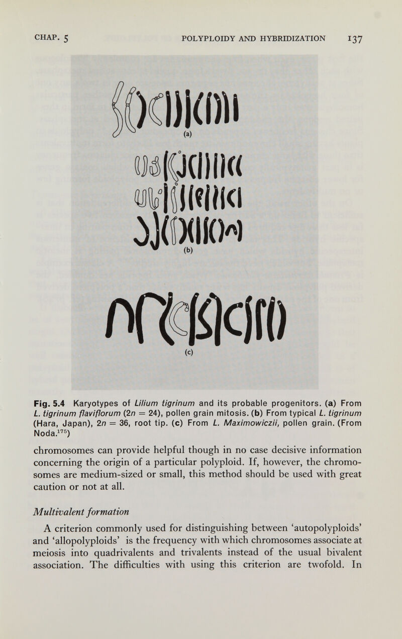 CHAP. 5 POLYPLOIDY AND HYBRIDIZATION 137 )С1)|(Ш1 (a) «MiOdiii« «JVÍÍKelíKi òJdxiKw V (b) пасйош (с) Fig. 5.4 Karyotypes of Lilium tigrinum and its probable progenitors, (a) From L tigrinum flaviflorum (2/7 = 24), pollen grain mitosis, (b) From typical L tigrinum (Hara, Japan), 2n = 36, root tip. (c) From L Maximowiczii, pollen grain. (From Noda.^''®) chromosomes can provide helpful though in no case decisive information concerning the origin of a particular polyploid. If, however, the chromo¬ somes are medium-sized or small, this method should be used with great caution or not at all. Multivalent formation A criterion commonly used for distinguishing between 'autopolyploids' and 'allopolyploids' is the frequency with which chromosomes associate at meiosis into quadrivalents and trivalents instead of the usual bivalent association. The difficulties with using this criterion are twofold. In