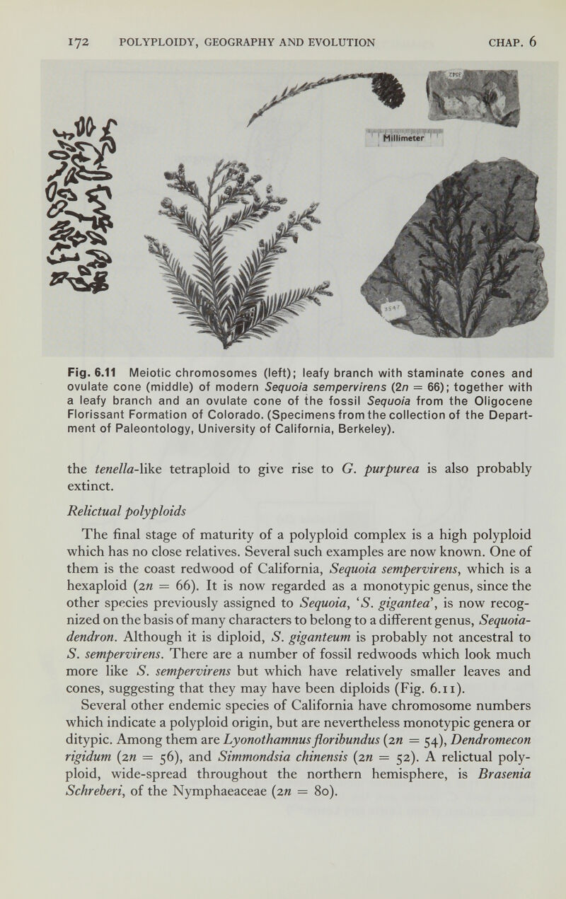 172 POLYPLOIDY, GEOGRAPHY AND EVOLUTION CHAP. 6 ß n Fig. 6.11 Meiotic chromosomes (left); leafy branch with staminate cones and ovulate cone (middle) of modern Sequoia sempervirens (2n — 66); together with a leafy branch and an ovulate cone of the fossil Sequoia from the Oligocene Florissant Formation of Colorado. (Specimens from the collection of the Depart¬ ment of Paleontology, University of California, Berkeley). the tenelìa-ììke tetraploid to give rise to G. purpurea is also probably extinct. Relictual polyploids The final stage of maturity of a polyploid complex is a high polyploid which has no close relatives. Several such examples are now known. One of them is the coast redwood of California, Sequoia sempervirens, which is a hexaploid {zn = 66). It is now regarded as a monotypic genus, since the other species previously assigned to Sequoia, 'S. gigantea', is now recog¬ nized on the basis of many characters to belong to a different genus, Sequoia- dendron. Although it is diploid, S. giganteum is probably not ancestral to S. sempervirens. There are a number of fossil redwoods which look much more like S. sempervirens but which have relatively smaller leaves and cones, suggesting that they may have been diploids (Fig. 6.11). Several other endemic species of California have chromosome numbers which indicate a polyploid origin, but are nevertheless monotypic genera or ditypic. Among them are Lyonothamnus floribundus {zn = 54), Dendromecon rigidum {zn = 56), and Simmondsia chinensis {zn = 52). A relictual poly¬ ploid, wide-spread throughout the northern hemisphere, is Brasenia Schreberi, of the Nymphaeaceae {zn = 80).