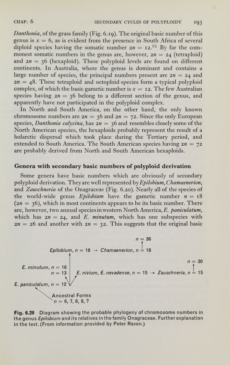 CHAP. 6 SECONDARY CYCLES OF POLYPLOIDY 193 Danthonia, of the grass family (Fig. 6.19). The original basic number of this genus is л: = 6, as is evident from the presence in South Africa of several diploid species having the somatic number zn = 12.^^ By far the com¬ monest somatic numbers in the genus are, however, zn — 24 (tetraploid) and zn = lb (hexaploid). These polyploid levels are found on different continents. In Australia, where the genus is dominant and contains a large number of species, the principal numbers present are zn = 24 and zn = 48. These tetraploid and octoploid species form a typical polyploid complex, of which the basic gametic number is л: = 12. The few Australian species having 2я = 36 belong to a different section of the genus, and apparently have not participated in the polyploid complex. In North and South America, on the other hand, the only known chromosome numbers are zn = 36 and zn — 72. Since the only European species, Danthonia calycina, has zn = 36 and resembles closely some of the North American species, the hexaploids probably represent the result of a holarctic dispersal which took place during the Tertiary period, and extended to South America. The South American species having zn — 72 are probably derived from North and South American hexaploids. Genera with secondary basic numbers of polyploid derivation Some genera have basic numbers which are obviously of secondary polyploid derivation. They are well represented by Epilobium, Chamaenerion, and Zauschneria of the Onagraceae (Fig. 6.20). Nearly all of the species of the world-wide genus Epilobium have the gametic number и = 18 (zn = 36), which in most continents appears to be its basic number. There are, however, two annual species in western North America, jB. paniculatum, which has zn = 24, and E. minutum, which has one subspecies with zn = 26 and another with zn = 32. This suggests that the original basic /7 = 36 Epilobium, n = 18 ^ Chamaenerion, л = 18 £. minutum, n = n = E, nivium, E. nevadense, л = 15 n = 30 t ->■ Zauschneria, n — ^5 E. paniculatum, л = IS Ancestral Forms ^ л = 6, 7, 8, 9, ? Fig. 6.20 Diagram showing tfie probable phylogeny of chromosome numbers in the genus Epilobium and its relatives in the family Onagraceae. Further explanation in the text. (From information provided by Peter Raven.)