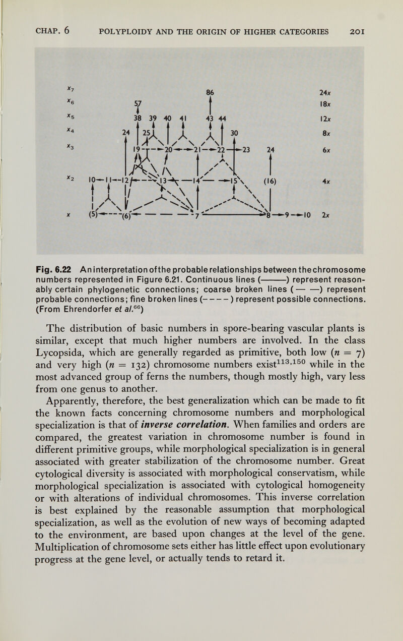 CHAP. 6 POLYPLOIDY AND THE ORIGIN OF HIGHER CATEGORIES 201 '6 *5 *4 86 T 38 39 40 41 43 44 I AIA aÏ^° 19-г-20-^-^21-—22 АЛ t IO— 11——14'- -23 t I I 'Л I (5K (6)-^ > чЛ. 24 H5\ (16) t \ 24x I8x I2x 8x 6x 4x 40 2x 1 Fig. 6.22 An interpretation ofthe probable relationships between the chromosome numbers represented in Figure 6.21. Continuous lines ( ) represent reason¬ ably certain phylogenetic connections; coarse broken lines ( ) represent probable connections; fine broken lines ( ) represent possible connections. (From Ehrendorfer ei a/,®®) The distribution of basic numbers in spore-bearing vascular plants is similar, except that much higher numbers are involved. In the class Lycopsida, which are generally regarded as primitive, both low (n = 7) and very high (n = 132) chromosome numbers exist^^'^-^^® while in the most advanced group of ferns the numbers, though mostly high, vary less from one genus to another. Apparently, therefore, the best generalization which can be made to fit the known facts concerning chromosome numbers and morphological specialization is that of inverse correlation. When families and orders are compared, the greatest variation in chromosome number is found in different primitive groups, while morphological specialization is in general associated with greater stabilization of the chromosome number. Great cytological diversity is associated with morphological conservatism, while morphological specialization is associated with cytological homogeneity or with alterations of individual chromosomes. This inverse correlation is best explained by the reasonable assumption that morphological specialization, as well as the evolution of new ways of becoming adapted to the environment, are based upon changes at the level of the gene. Multiplication of chromosome sets either has little effect upon evolutionary progress at the gene level, or actually tends to retard it.