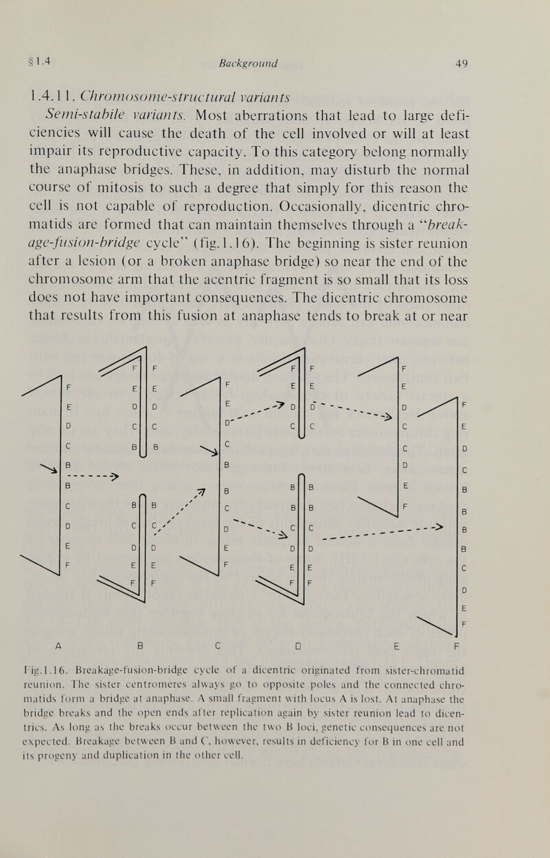 §1.4 Background 49 1.4.11. Chromosome-structural variants Semi-stahile variants. Most aberrations that lead to large defi¬ ciencies will cause the death of the cell involved or will at least impair its reproductive capacity. To this category belong normally the anaphase bridges. These, in addition, may disturb the normal course of mitosis to such a degree that simply for this reason the cell is not capable of reproduction. Occasionally, dicentric chro¬ matids are formed that can maintain themselves through a 'break- agc-fusion-bridge cycle (fig. 1.16). The beginning is sister reunion after a lesion (or a broken anaphase bridge) so near the end of the chromosome arm that the acentric fragment is so small that its loss does not have important consequences. The dicentric chromosome that results from this fusion at anaphase tends to break at or near A в с D E F I ig.1.16. Breukage-fusion-bridge cycle of a dicentric originated from sister-chromatid reunion. The sister centromeres always go to opposite poles and the connected chro¬ matids form a bridge at anaphase. A small fragment with locus A is lost. At anaphase the bridge breaks and the open ends after replication again by sister reunion lead to dicen¬ trics. As long as the breaks occur between the twi) В loci, genetic consequences are not expected. Breakage between В and C, however, results in deficiency for В in one cell and its progeny and duplication in the other cell.