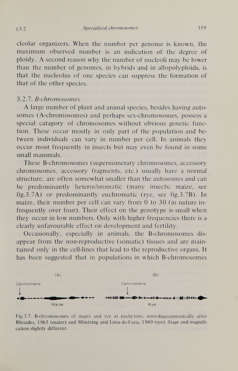 §3.2 Specialized chromosomes 159 cleolar organizers. When the number per genome is known, the maximum observed number is an indication of the degree of ploidy. A second reason why the number of nucleoh may be lower than the number of genomes, in hybrids and in allopolyploids, is that the nucleolus of one species can suppress the formation of that of the other species. 3.2.7. B-chromosomes A large number of plant and animal species, besides having auto¬ somes (A-chromosomes) and perhaps sex-chromosomes, possess a special catagory of chromosomes without obvious genetic func¬ tion. These occur mostly in only part of the population and be¬ tween individuals can vary in number per cell. In animals they occur most frequently in insects but may even be found in some small mammals. These B-chromosomes (supernumerary chromosomes, accessory chromosomes, accessory fragments, etc.) usually have a normal structure, are often somewhat smaller than the autosomes and can be predominantly heterochromatic (many insects; maize, see fig.3.7A) or predominantly euchromatic (rye, see fig.3.7B). In maize, their number per cell can vary from 0 to 30 (in nature in¬ frequently over four). Their effect on the genotype is small when they occur in low numbers. Only with higher frequencies there is a clearly unfavourable effect on development and fertility. Occasionally, especially in animals, the B-chromosomes dis¬ appear from the non-reproductive (somatic) tissues and are main¬ tained only in the cell-lines that lead to the reproductive organs. It has been suggested that in populations in which B-chromosomes Fig.3.7. B-chromosomes of maize and rye at pachytene, semi-diagrammatically after Rhoades, 1965 (maize) and Muntzing and Lima-de-l aria, 1949 (rye). Stage and magnifi¬ cation slightly different.