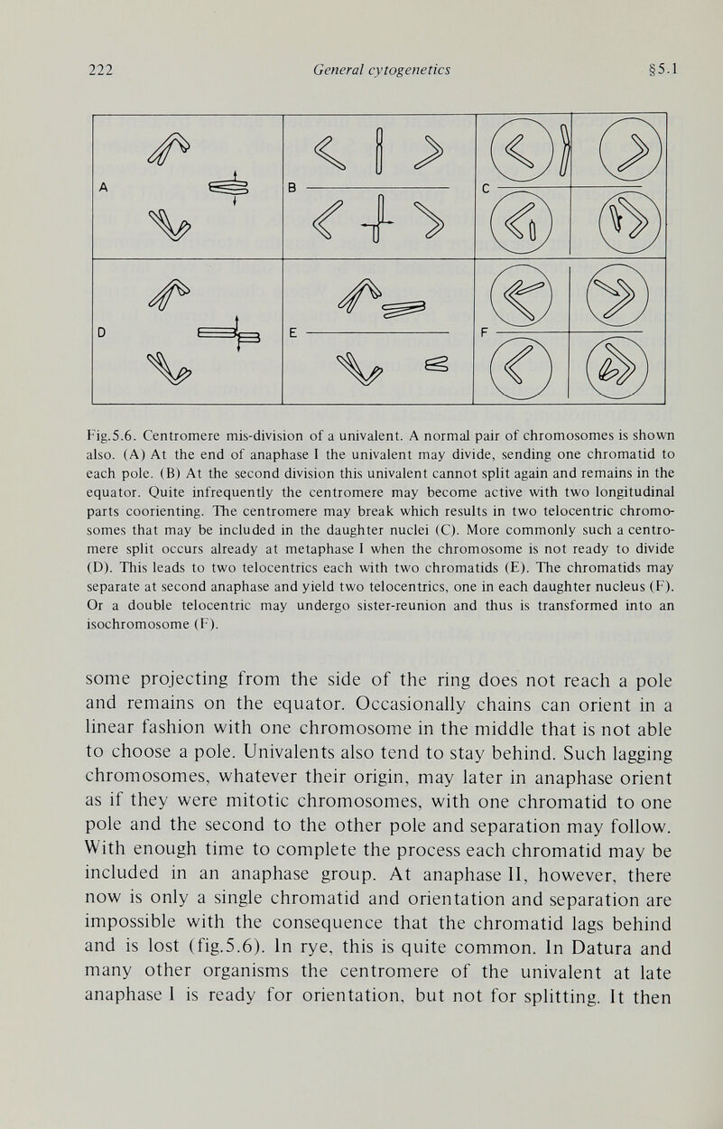 222 General cytogenetics §5.1 Fig.5.6. Centromere mis-division of a univalent. A normal pair of chromosomes is shown also. (A) At the end of anaphase 1 the univalent may divide, sending one chromatid to each pole. (B) At the second division this univalent cannot split again and remains in the equator. Quite infrequently the centromere may become active with two longitudinal parts coorienting. The centromere may break which results in two telocentric chromo¬ somes that may be included in the daughter nuclei (C). More commonly such a centro¬ mere split occurs already at metaphase I when the chromosome is not ready to divide (D). This leads to two telocentrics each with two chromatids (E). The chromatids may separate at second anaphase and yield two telocentrics, one in each daughter nucleus (F). Or a double telocentric may undergo sister-reunion and thus is transformed into an isochromosome (F). some projecting from the side of the ring does not reach a pole and remains on the equator. Occasionally chains can orient in a linear fashion with one chromosome in the middle that is not able to choose a pole. Univalents also tend to stay behind. Such lagging chromosomes, whatever their origin, may later in anaphase orient as if they were mitotic chromosomes, with one chromatid to one pole and the second to the other pole and separation may follow. With enough time to complete the process each chromatid may be included in an anaphase group. At anaphase II, however, there now is only a single chromatid and orientation and separation are impossible with the consequence that the chromatid lags behind and is lost (fig.5.6). In rye, this is quite common. In Datura and many other organisms the centromere of the univalent at late anaphase 1 is ready for orientation, but not for splitting. It then