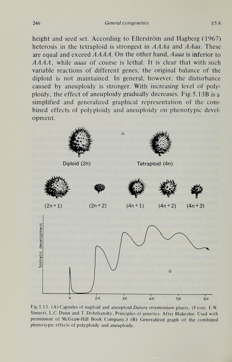 246 General cytogenetics §5.6 height and seed set. According to Ellerström and Hagberg (1967) heterosis in the tetraploid is strongest in AAAa and AAaa. These are equal and exceed AAAA. On the other hand,v4aaa is inferior to AAAA, while aaaa of course is lethal. It is clear that with such variable reactions of different genes, the original balance of the diploid is not maintained. In general, however, the disturbance caused by aneuploidy is stronger. With increasing level of poly¬ ploidy, the effect of aneuploidy gradually decreases. Fig.5.13B is a simplified and generalized graphical representation of the com¬ bined effects of polyploidy and aneuploidy on phenotypic devel¬ opment. Diploid (2n) Tetraploid (4n) (2n + l) (2n + 2) (4n + l) (4n + 2) (4n-b3) Fig.5.13. (A) Capsules of euploid and aneuploid stramonium plants. (From: E.W. Sinnott, L.C. Dunn and T. Dobzhansky, Principles of genetics. After Blakeslee. Used with permission of McGraw-Hill Book Company.) (B) Generalized graph of the combined phenotypic effects of polyploidy and aneuploidy.