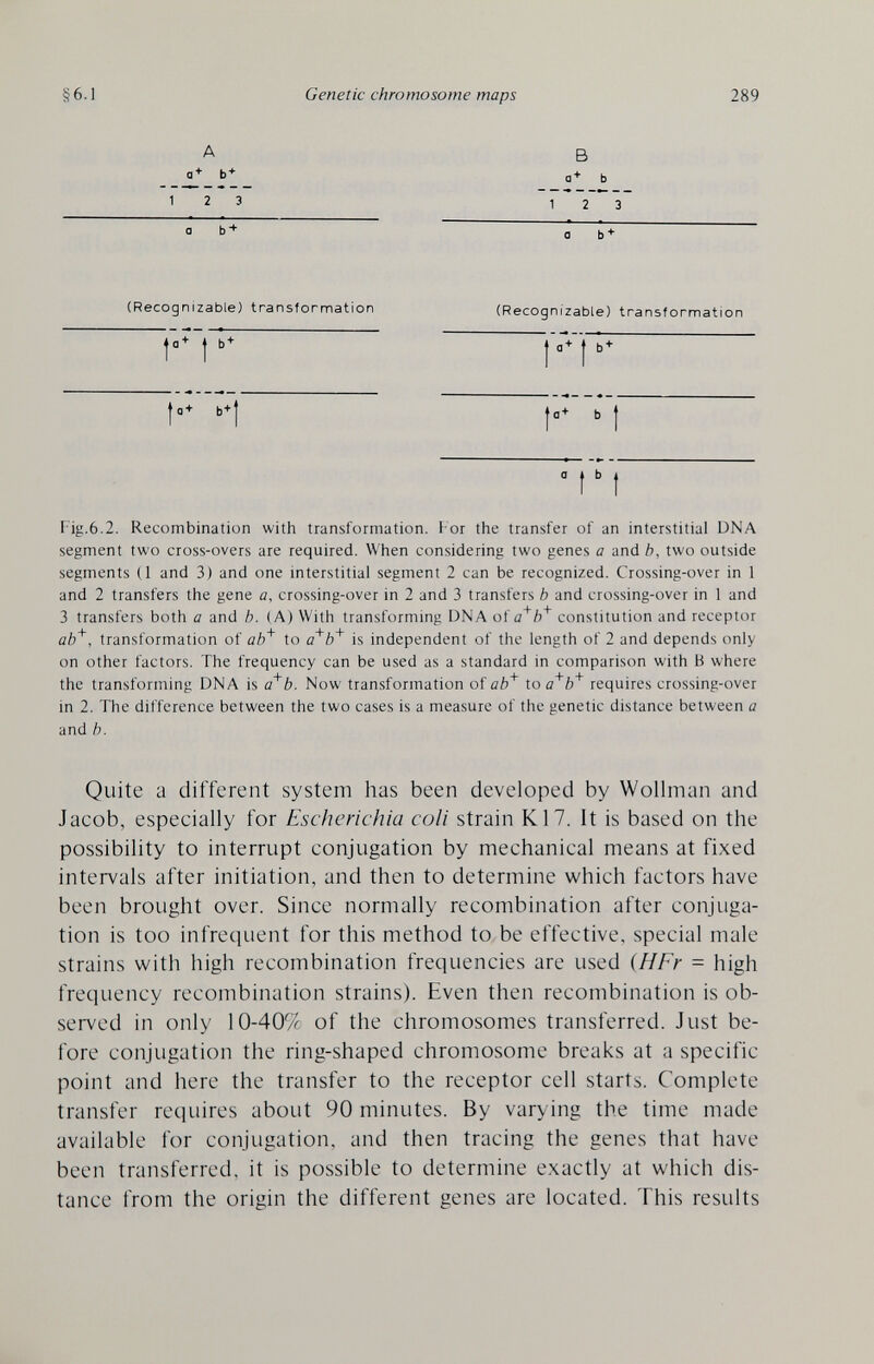 §6.1 Genetic chromosome maps 289 A a+ b+ В b 3 a (Recognizable) transformation (Recognizable) transformation 0 Fig.6.2. Recombination with transformation, f or the transfer of an interstitial DNA segment two cross-overs are required. When considering two genes a and b, two outside segments (1 and 3) and one interstitial segment 2 can be recognized. Crossing-over in 1 and 2 transfers the gene a, crossing-over in 2 and 3 transfers b and crossing-over in 1 and 3 transfers both a and b. (A) With transforming DNA of a'/)' constitution and receptor ab'^, transformation of ab^ to á^b'^ is independent of the length of 2 and depends only on other factors. The frequency can be used as a standard in comparison with В where the transforming DNA is d^b. Now transformation of ab'^ to a'^'b'^ requires crossing-over in 2. The dif ference between the two cases is a measure of the genetic distance between a and b. Quite a different system has been developed by Wollman and Jacob, especially for Escherichia coli strain К17. It is based on the possibility to interrupt conjugation by mechanical means at fixed intervals after initiation, and then to determine which factors have been brought over. Since normally recombination after conjuga¬ tion is too infrequent for this method to be effective, special male strains with liigh recombination frequencies are used {HFr = high frequency recombination strains). Even then recombination is ob¬ served in only 10-409^ of the chromosomes transferred. Just be¬ fore conjugation the ring-shaped chromosome breaks at a specific point and here the transfer to the receptor cell starts. Complete transfer requires about 90 minutes. By varying the time made available for conjugation, and then tracing the genes that have been transferred, it is possible to determine exactly at which dis¬ tance from the origin the different genes are located. This results