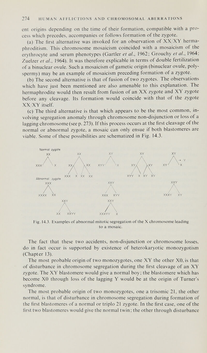 274 HUMAN AFFLICTIONS AND CHROMOSOMAL ABERRATIONS ent origins depending on the time of their formation, compatible with a pro¬ cess which precedes, accompanies or follows formation of the zygote. (a) The first alternative was invoked for an observation of XX/XY herma¬ phroditism. This chromosome mosaicism coincided with a mosaicism of the erythrocyte and serum phenotypes (Gartler et al., 1962; Grouchy el at., 1964; Zuelzer et ai., 1964). It was therefore explicable in terms of double fertilization of a binuclear ovule. Such a mosaicism of gametic origin (binuclear ovule, poly¬ spermy) may be an example of mosaicism preceding formation of a zygote. (b) The second alternative is that of fusion of two zygotes. The observations which have just been mentioned are also amenable to this explanation. The hermaphrodite would then result from fusion of an XX zygote and XY zygote before any cleavage. Its formation would coincide with that of the zygote XX/XY itself. (c) The third alternative is that which appears to be the most common, in¬ volving segregation anomaly through chromosome non-disjunction or loss of a lagging chromosome (see p. 273). If this process occurs at the first cleavage of the normal or abnormal zygote, a mosaic can only ensue if both blastomeres are viable. Some of these possibilities are schematized in Fig. 14.3. Normol zygote XX XXX \ Abnormal zygote XXX XXXX XX XXY XX XXYY XY XX XYY XXX X XX XX XXY XXX XYY XXY XXXYY X XYY X XY XY XY XY XY XXY XXXY XY Fig. 14.3. Examples of abnormal mitotic segregation of the X chromosome leading to a mosaic. The fact that these two accidents, non-disjunction or chromosome losses, do in fact occur is supported by existence of heterokaryotic monozygotism (Chapter 13). The most probable origin of two monozygotes, one XY the other XO, is that of disturbance in chromosome segregation during the first cleavage of an XY zygote. The XY blastomere would give a normal boy; the blastomere which has become XO through loss of the lagging Y would be at the origin of Turner's syndrome. The most probable origin of two monozygotes, one a trisomie 21, the other normal, is that of disturbance in chromosome segregation during formation of the first blastomeres of a normal or triplo 21 zygote. In the first case, one of the first two blastomeres would give the normal twin ; the other through disturbance
