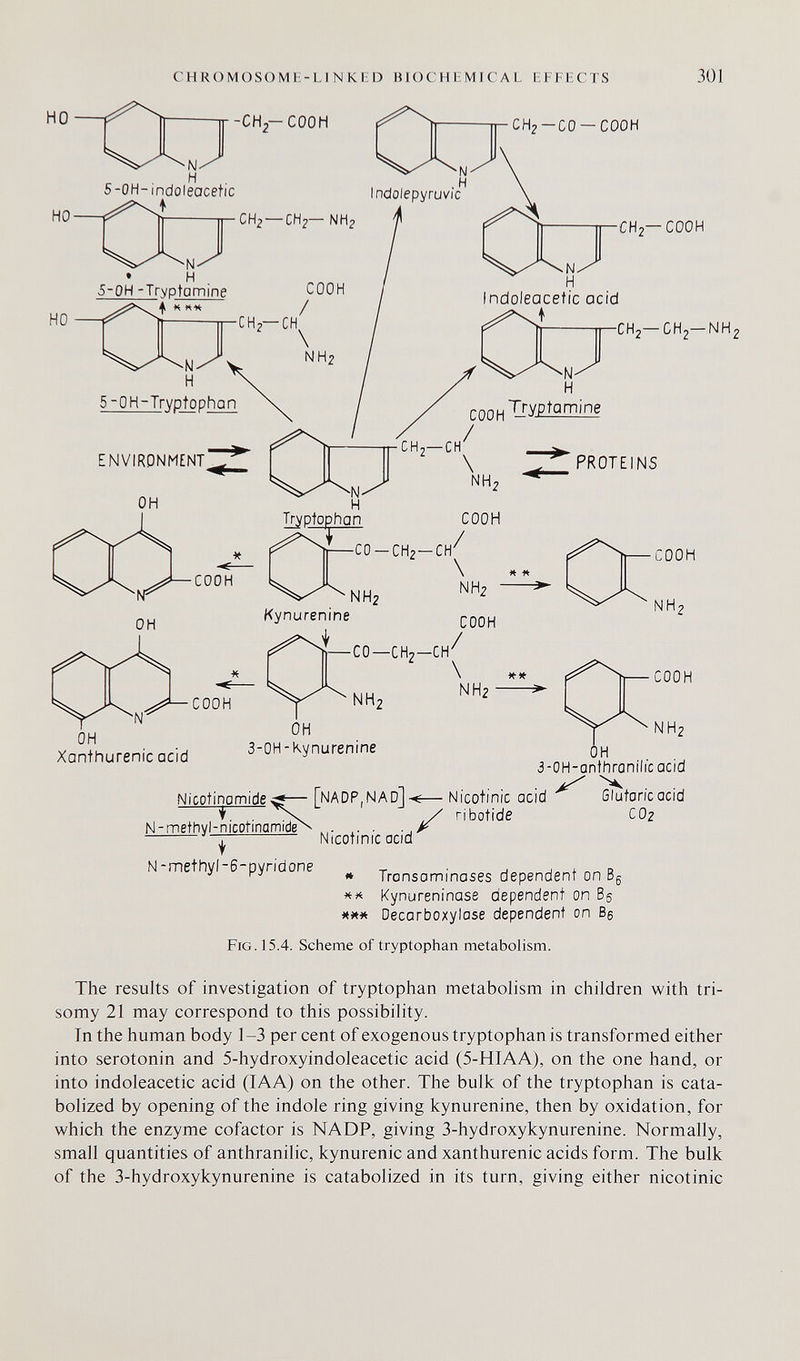 CHROMOSOMh-LI N KI D BIOCHI MICAL EFFECTS 301 -CH,-COOH ■CH2 —CO —COOH CH2—COOH CH2—CHj—NH2 OH Xanthurenic acid COOH ^ 'NH2 OH 3-OH-Kynurenine NH2 3-OH-anthrQnilicacid Nicotinamide^— [nadp,NAd]-^— Nicotinic acid N-methyl-nicotinamide'^ ,  I Nicotinic acid ribotide Glutaricacid CO2 N-methyl-6-pyrídone » Tronsaminases dependent on Bg Kynureninase dependent on Bg *** Decarboxylase dependent on Bg Fig. 15.4. Scheme of tryptophan metabolism. The results of investigation of tryptophan metabolism in children with tri¬ somy 21 may correspond to this possibility. In the human body 1-3 per cent of exogenous tryptophan is transformed either into serotonin and 5-hydroxyindoleacetic acid (5-HIAA), on the one hand, or into indoleacetic acid (lAA) on the other. The bulk of the tryptophan is cata- bolized by opening of the indole ring giving kynurenine, then by oxidation, for which the enzyme cofactor is NADP, giving 3-hydroxykynurenine. Normally, small quantities of anthranilic, kynurenic and xanthurenic acids form. The bulk of the 3-hydroxykynurenine is catabolized in its turn, giving either nicotinic