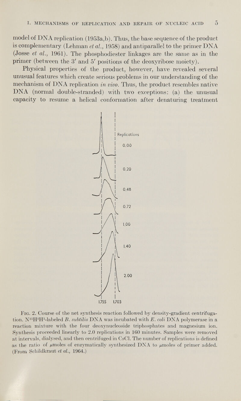 model of DNA replication (1953a,b). Thus, the base sequence of the product is complementary (Lehman et al., 1958) and antiparallel to the primer DNA (Josse et al., 1961). The phosphodiester linkages are the same as in the primer (between the 3' and 5' positions of the deoxyribose moiety). Physical properties of the product, however, have revealed several unusual features which create serious problems in our understanding of the mechanism of DNA replication in vivo. Thus, the product resembles native DNA (normal double-stranded) with two exceptions: (a) the unusual capacity to resume a helical conformation after denaturing treatment Fig. 2. Course of the net synthesis reaction followed by density-gradient centrifuga tion. N 15 H 2 H 3 -labeled B. subtilis DNA was incubated with E. coli DNA polymerase in a reaction mixture with the four deoxynucleoside triphosphates and magnesium ion. Synthesis proceeded linearly to 2.0 replications in 160 minutes. Samples were removed at intervals, dialysed, and then centrifuged in CsCl. The number of replications is defined as the ratio of ¿imoles of enzymatically synthesized DNA to ¿unoles of primer added. (From Schildkraut et al., 1964.)