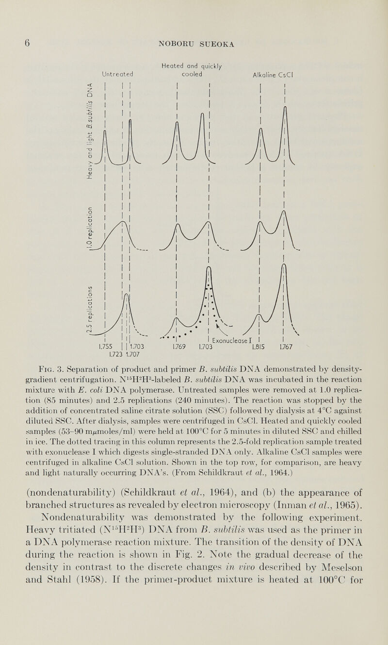 Heated and quickly Untreated cooled Alkaline CsCI Fig. 3. Separation of product and primer B. subtilis DNA demonstrated by density- gradient centrifugation. N 15 H 2 H 3 -labeled B. subtilis DNA was incubated in the reaction mixture with E. coli DNA polymerase. Untreated samples were removed at 1.0 replica tion (85 minutes) and 2.5 replications (240 minutes). The reaction was stopped by the addition of concentrated saline citrate solution (SSC) followed by dialysis at 4°C against diluted SSC. After dialysis, samples were centrifuged in CsCI. Heated and quickly cooled samples (53-90 myumoles/ml) were held at 100°C for 5 minutes in diluted SSC and chilled in ice. The dotted tracing in this column represents the 2.5-fold replication sample treated with exonuclease I which digests single-stranded DNA only. Alkaline CsCI samples were centrifuged in alkaline CsCI solution. Shown in the top row, for comparison, are heavy and light naturally occurring DNA’s. (From Sc.hildkraut et al., 1964.) (nondenaturability) (Schildkraut et al., 1964), and (b) the appearance of branched structures as revealed by electron microscopy (Inman et al., 1965). Nondenaturability was demonstrated by the following experiment. Heavy tritiated (N 15 H 2 H 3 ) DNA from R. subtilis was used as the primer in a DNA polymerase reaction mixture. The transition of the density of DNA during the reaction is shown in Fig. 2. Note the gradual decrease of the density in contrast to the discrete changes in vivo described by Meselson and Stahl (1958). If the primer-product mixture is heated at 100°C for