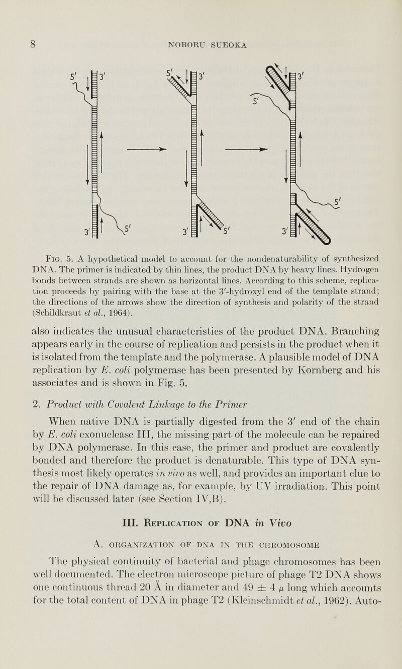 Fig. 5. A hypothetical model to account for the nondenaturability of synthesized DNA. The primer is indicated by thin lines, the product DNA by heavy lines. Hydrogen bonds between strands are shown as horizontal lines. According to this scheme, replica tion proceeds by pairing with the base at the 3'-hydroxyl end of the template strand; the directions of the arrows show the direction of synthesis and polarity of the strand (Schildkraut et al., 1964). also indicates the unusual characteristics of the product DNA. Branching appears early in the course of replication and persists in the product when it is isolated from the template and the polymerase. A plausible model of DNA replication by E. coli polymerase has been presented by Ivornberg and his associates and is shown in Fig. 5. 2. Product with Covalent Linkage to the Primer When native DNA is partially digested from the 3' end of the chain by E. coli exonuclease III, the missing part of the molecule can be repaired by DNA polymerase. In this case, the primer and product are covalently bonded and therefore the product is denaturable. This type of DNA syn thesis most likely operates in vivo as well, and provides an important clue to the repair of DNA damage as, for example, by UV irradiation. This point will be discussed later (see Section IV,B). III. Replication of DNA in Vivo A. ORGANIZATION OF DNA IN THE CHROMOSOME The physical continuity of bacterial and phage chromosomes has been well documented. The electron microscope picture of phage T2 DNA shows one continuous thread 20 A in diameter and 49 ± 4 u long which accounts for the total content of DNA in phage T2 (Kleinschmidt et al., 1962). Auto