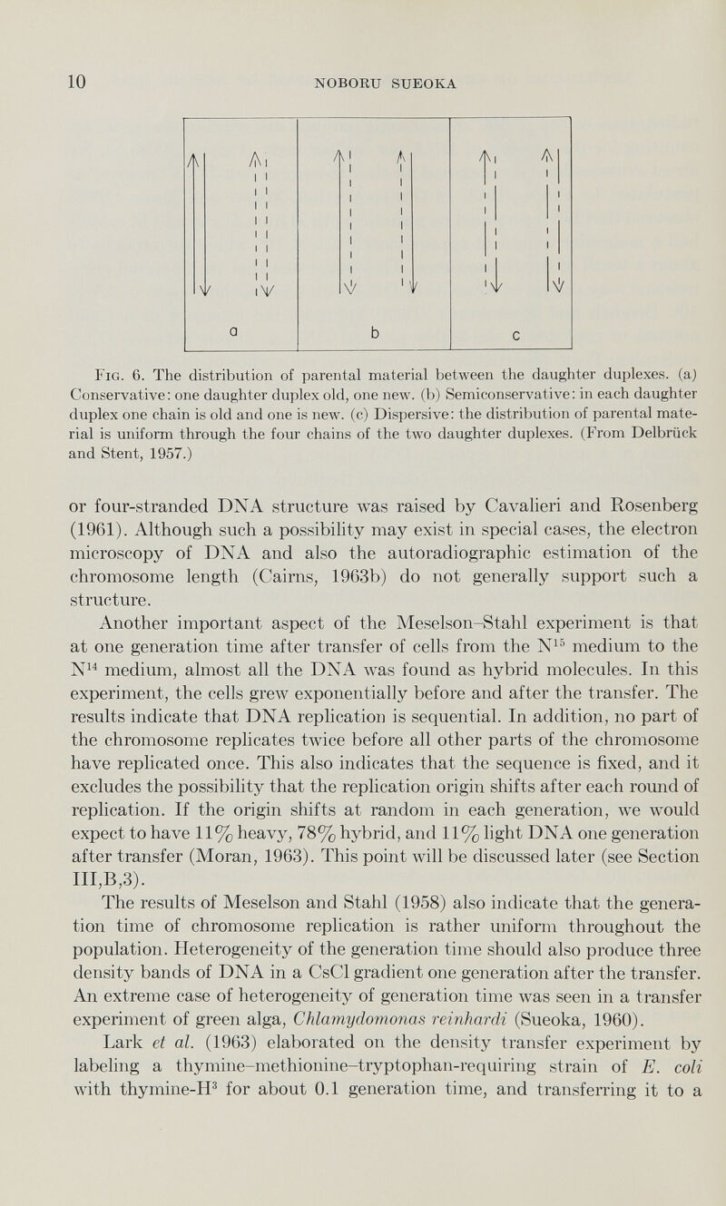 A Ai i i i i i i i i A 1 i i i i A i i i i Ai i 1 1 A 1 1 1 V i i i i i i i i iV i i i i \V i i i i 1 1 i i i 'V i i i \V a b c Fig. 6. The distribution of parental material between the daughter duplexes, (a) Conservative: one daughter duplex old, one new. (b) Semiconservative: in each daughter duplex one chain is old and one is new. (c) Dispersive: the distribution of parental mate rial is uniform through the four chains of the two daughter duplexes. (From Delbriick and Stent, 1957.) or four-stranded DNA structure was raised by Cavalieri and Rosenberg (1961). Although such a possibility may exist in special cases, the electron microscopy of DNA and also the autoradiographic estimation of the chromosome length (Cairns, 1963b) do not generally support such a structure. Another important aspect of the Meselson-Stahl experiment is that at one generation time after transfer of cells from the N 15 medium to the N 14 medium, almost all the DNA was found as hybrid molecules. In this experiment, the cells grew exponentially before and after the transfer. The results indicate that DNA replication is sequential. In addition, no part of the chromosome replicates twice before all other parts of the chromosome have replicated once. This also indicates that the sequence is fixed, and it excludes the possibility that the replication origin shifts after each round of replication. If the origin shifts at random in each generation, we would expect to have 11% heavy, 78% hybrid, and 11% light DNA one generation after transfer (Moran, 1963). This point will be discussed later (see Section III,B,3). The results of Meselson and Stahl (1958) also indicate that the genera tion time of chromosome replication is rather uniform throughout the population. Heterogeneity of the generation time should also produce three density bands of DNA in a CsCl gradient one generation after the transfer. An extreme case of heterogeneity of generation time was seen in a transfer experiment of green alga, Chlamydornonas reinhardi (Sueoka, 1960). Lark et al. (1963) elaborated on the density transfer experiment by labeling a thymine-methionine-tryptophan-requiring strain of E. coli with thymine-H 3 for about 0.1 generation time, and transferring it to a