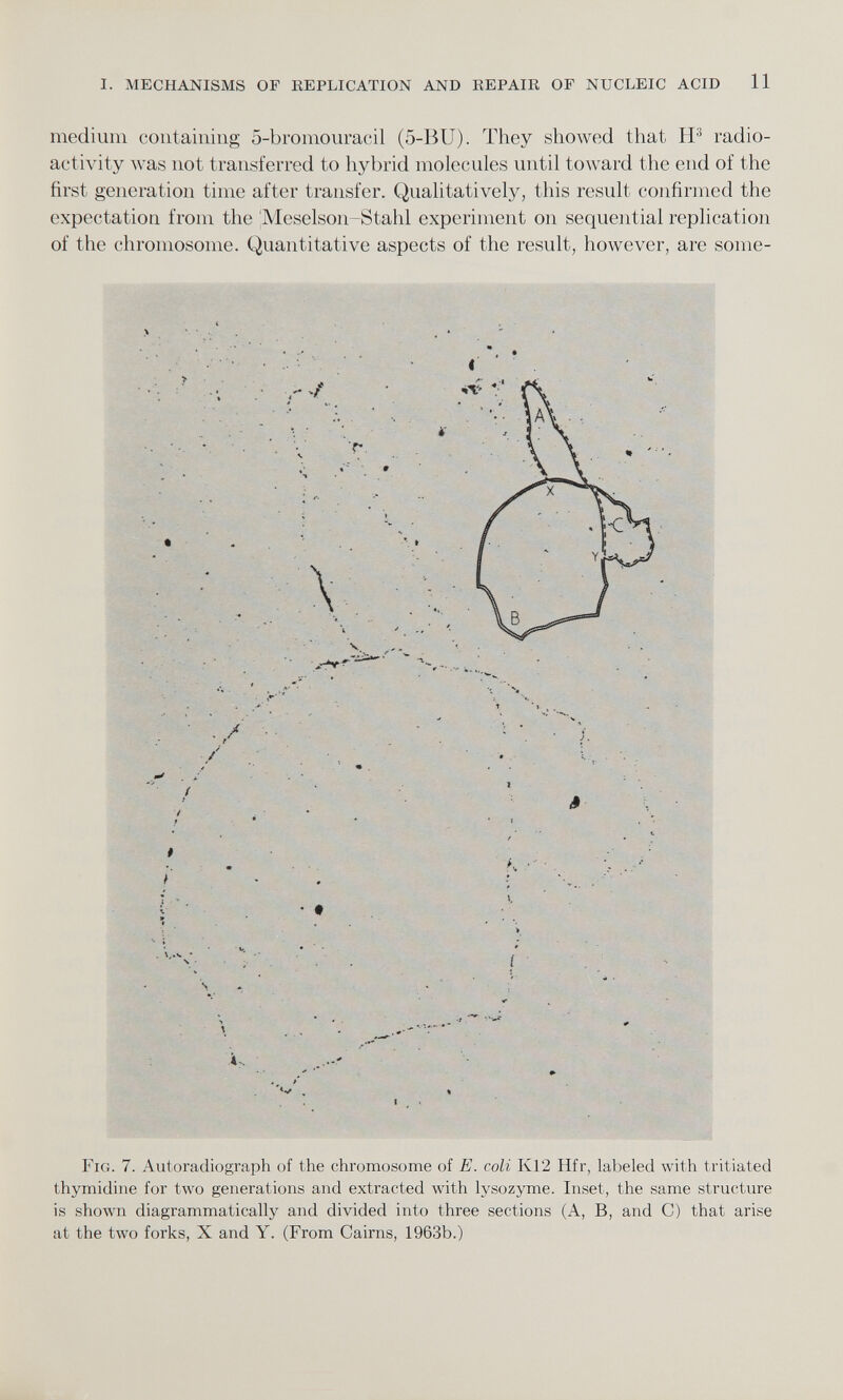 medium containing 5-bromouracil (5-BU). They showed that H 3 radio activity was not transferred to hybrid molecules until toward the end of the first generation time after transfer. Qualitatively, this result confirmed the expectation from the 'Meselson-Stahl experiment on sequential replication of the chromosome. Quantitative aspects of the result, however, are some- Fig. 7. Autoradiograph of the chromosome of E. coli K12 Hfr, labeled with tritiated thymidine for two generations and extracted with lysozyme. Inset, the same structure is shown diagrammatically and divided into three sections (A, B, and C) that arise at the two forks, X and Y. (From Cairns, 1963b.)
