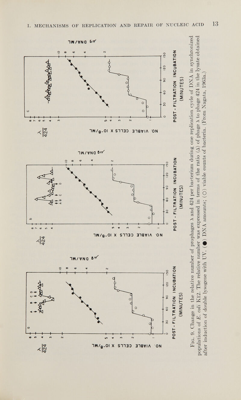 6 -■ 5 POST-FILTRATION INCUBATION (MINUTES) POST - FILTRATION INCUBATION (MINUTES) POST - FILTRATION INCUBATION (MINUTES) Fig. 9. Change in the relative number of prophages X and 424 per bacterium during one replication cycle of DNA in synchronized populations of E. coli K12. The relative number was expressed in terms of the ratio (A) of phage X to phage 424 in the lysate obtained after induction of double lysogene with UV. (#) DNA amounts; (O) viable counts of bacteria. (From Nagata, 1963a.) MECHANISMS OF REPLICATION AND REPAIR OF NUCLEIC ACID 13