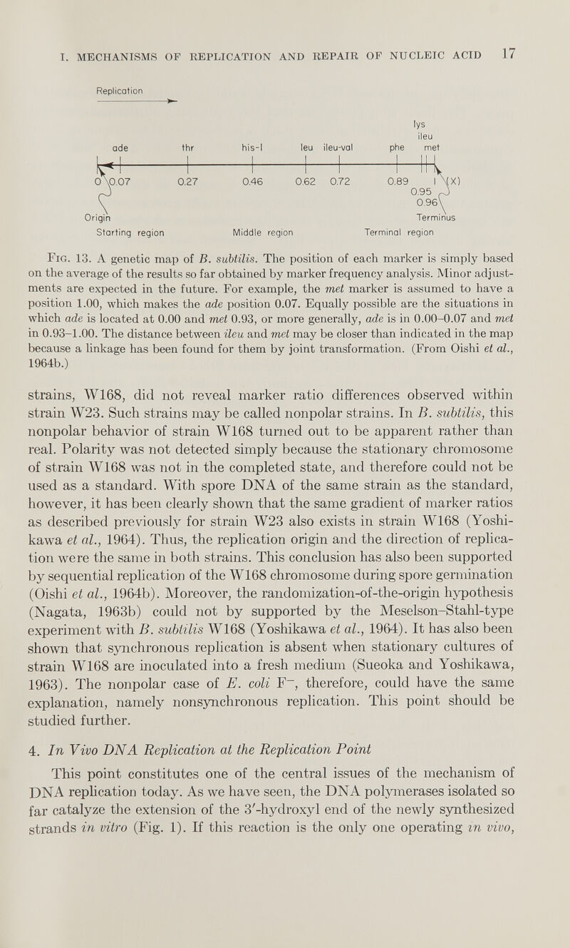 Replication ade Starting region thr 0.27 his-l leu ileu-val 0.46 0.62 0.72 lys ileu phe met 0.89 0.95 0.96\ Terminus Middle region Terminal region Fig. 13. A genetic map of B. subtilis. The position of each marker is simply based on the average of the results so far obtained by marker frequency analysis. Minor adjust ments are expected in the future. For example, the met marker is assumed to have a position 1.00, which makes the ade position 0.07. Equally possible are the situations in which ade is located at 0.00 and met 0.93, or more generally, ade is in 0.00-0.07 and met in 0.93-1.00. The distance between ileu and met may be closer than indicated in the map because a linkage has been found for them by joint transformation. (From Oishi et al., 1964b.) strains, W168, did not reveal marker ratio differences observed within strain W23. Such strains may be called nonpolar strains. In B. subtilis, this nonpolar behavior of strain W168 turned out to be apparent rather than real. Polarity was not detected simply because the stationary chromosome of strain W168 was not in the completed state, and therefore could not be used as a standard. With spore DNA of the same strain as the standard, however, it has been clearly shown that the same gradient of marker ratios as described previously for strain W23 also exists in strain W168 (Yoshi- kawa et al., 1964). Thus, the replication origin and the direction of replica tion were the same in both strains. This conclusion has also been supported by sequential replication of the W168 chromosome during spore germination (Oishi et al., 1964b). Moreover, the randomization-of-the-origin hypothesis (Nagata, 1963b) could not by supported by the Meselson-Stahl-type experiment with B. subtilis W168 (Yoshikawa et al., 1964). It has also been shown that synchronous replication is absent when stationary cultures of strain W168 are inoculated into a fresh medium (Sueoka and Yoshikawa, 1963). The nonpolar case of E. coli F - , therefore, could have the same explanation, namely nonsynchronous replication. This point should be studied further. 4. In Vivo DNA Replication at the Replication Point This point constitutes one of the central issues of the mechanism of DNA replication today. As we have seen, the DNA polymerases isolated so far catalyze the extension of the 3'-hydroxyl end of the newly synthesized strands in vitro (Fig. 1). If this reaction is the only one operating in vivo,