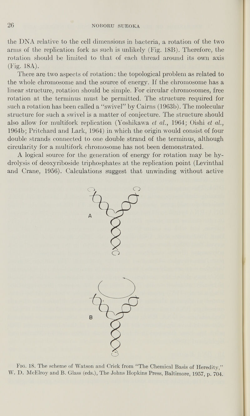 the DNA relative to the cell dimensions in bacteria, a rotation of the two arms of the replication fork as such is unlikely (Fig. 18B). Therefore, the rotation should be limited to that of each thread around its own axis (Fig. 18 A). There are two aspects of rotation: the topological problem as related to the whole chromosome and the source of energy. If the chromosome has a linear structure, rotation should be simple. For circular chromosomes, free rotation at the terminus must be permitted. The structure required for such a rotation has been called a “swivel” by Cairns (1963b). The molecular structure for such a swivel is a matter of conjecture. The structure should also allow for multifork replication (Yoshikaw T a et al., 1964; Oishi et al., 1964b; Pritchard and Lark, 1964) in which the origin would consist of four double strands connected to one double strand of the terminus, although circularity for a multifork chromosome has not been demonstrated. A logical source for the generation of energy for rotation may be hy drolysis of deoxyriboside triphosphates at the replication point (Levinthal and Crane, 1956). Calculations suggest that unwinding without active Fig. 18. The scheme of Watson and Crick from “The Chemical Basis of Heredity,” W. D. McElroy and B. Glass (eds.), The Johns Hopkins Press, Baltimore, 1957, p. 704.