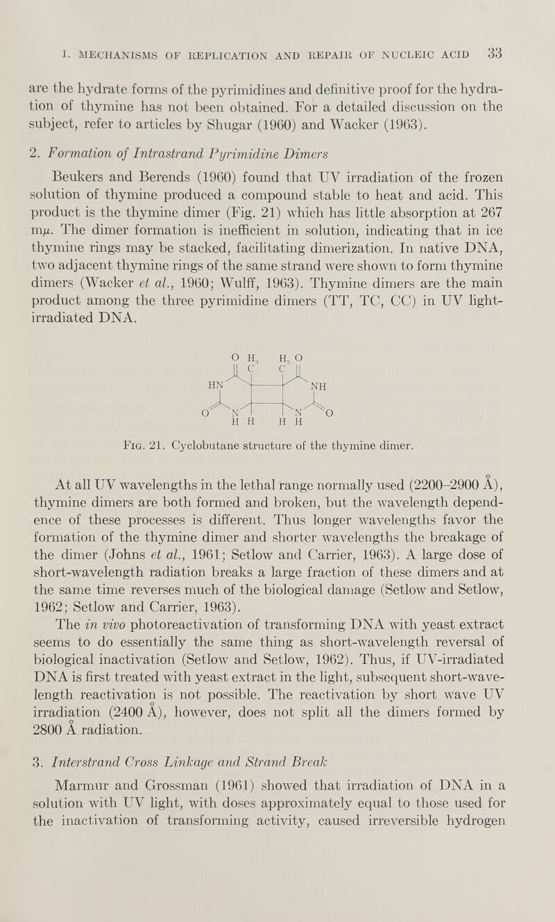 are the hydrate forms of the pyrimidines and definitive proof for the hydra tion of thymine has not been obtained. For a detailed discussion on the subject, refer to articles by Shugar (1960) and Wacker (1963). 2. Formation of Intrastrand Pyrimidine Dimers Beukers and Berends (1960) found that UV irradiation of the frozen solution of thymine produced a compound stable to heat and acid. This product is the thymine dimer (Fig. 21) which has little absorption at 267 mfj,. The dimer formation is inefficient in solution, indicating that in ice thymine rings may be stacked, facilitating dimerization. In native DNA, two adjacent thymine rings of the same strand were shown to form thymine dimers (Wacker et al., 1960; Wulff, 1963). Thymine dimers are the main product among the three pyrimidine dimers (TT, TC, CC) in UV light- irradiated DNA. Fig. 21. Cyclobutane structure of the thymine dimer. At all UV wavelengths in the lethal range normally used (2200-2900 A), thymine dimers are both formed and broken, but the wavelength depend ence of these processes is different. Thus longer wavelengths favor the formation of the thymine dimer and shorter wavelengths the breakage of the dimer (Johns et al., 1961; Setlow and Carrier, 1963). A large dose of short-wavelength radiation breaks a large fraction of these dimers and at the same time reverses much of the biological damage (Setlow and Setlow, 1962; Setlow and Carrier, 1963). The in vivo photoreactivation of transforming DNA with yeast extract seems to do essentially the same thing as short-wavelength reversal of biological inactivation (Setlow and Setlow, 1962). Thus, if UV-irradiated DNA is first treated with yeast extract in the light, subsequent short-wave length reactivation is not possible. The reactivation by short wave UV irradiation (2400 A), however, does not split all the dimers formed by 2800 A radiation. 3. Inter strand Cross Linkage and Strand Break Marmur and Grossman (1961) showed that irradiation of DNA in a solution with UV light, with doses approximately equal to those used for the inactivation of transforming activity, caused irreversible hydrogen