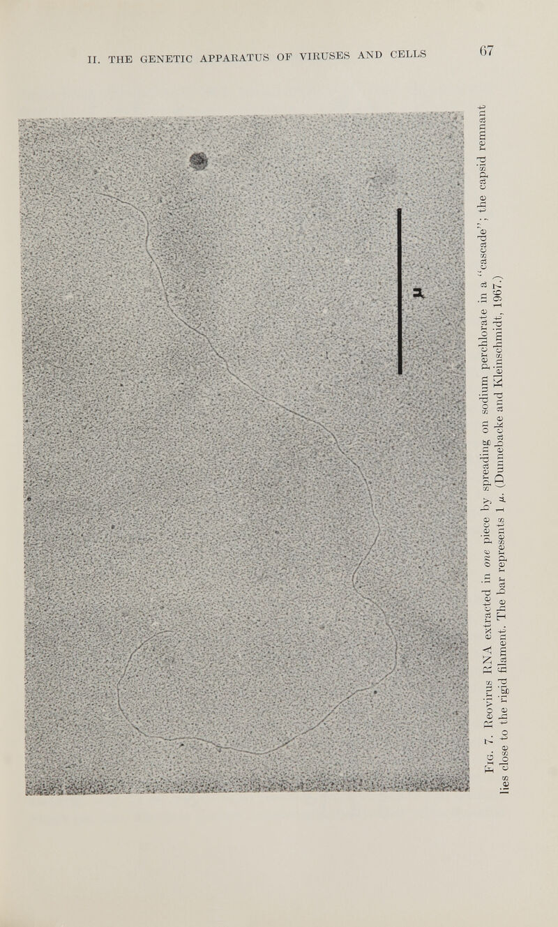 Fig. 7. Reovirus RNA extracted in one piece by spreading on sodium perchlorate in a “cascade”; the capsid remnant lies close to the rigid filament. The bar represents 1 fi. (Dunnebacke and Kleinschmidt, 1967.) II. THE GENETIC APPARATUS OF VIRUSES AND CELLS