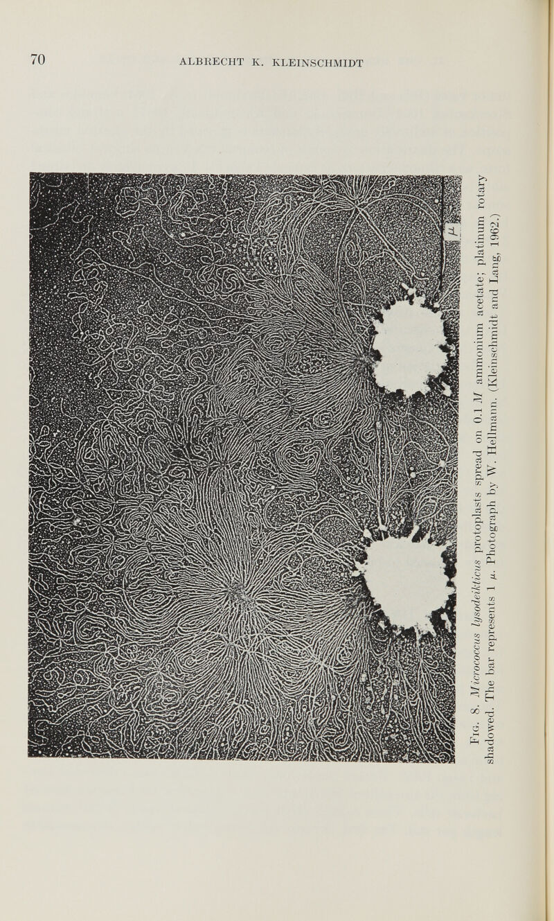 Fig. 8. Micrococcus lysodeikticus protoplasts spread on 0.1 M ammonium acetate; platinum rotary shadowed. The bar represents 1 At. Photograph by W. Hellmann. (Kleinschmidt and Lang, 1962.) ALBRECHT K. KLEINSCHMIDT