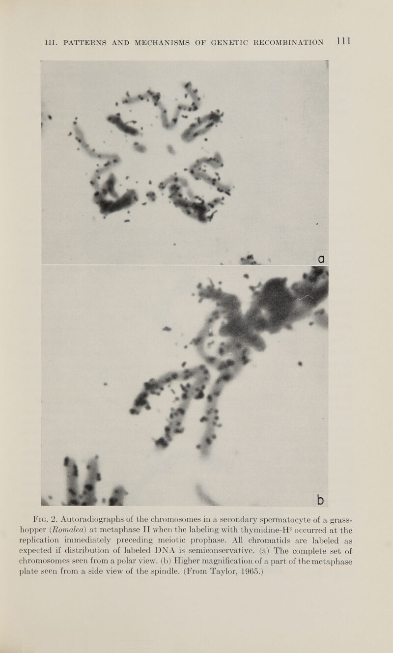 Fig. 2. Autoradiographs of the chromosomes in a secondary spermatocyte of a grass hopper ( Romalea ) at metaphase II when the labeling with thymidine-H 3 occurred at the replication immediately preceding meiotic prophase. All chromatids are labeled as expected if distribution of labeled DNA is semiconservative, (a) The complete set of chromosomes seen from a polar view, (b) Higher magnification of a part of the metaphase plate seen from a side view of the spindle. (From Taylor, 1965.)