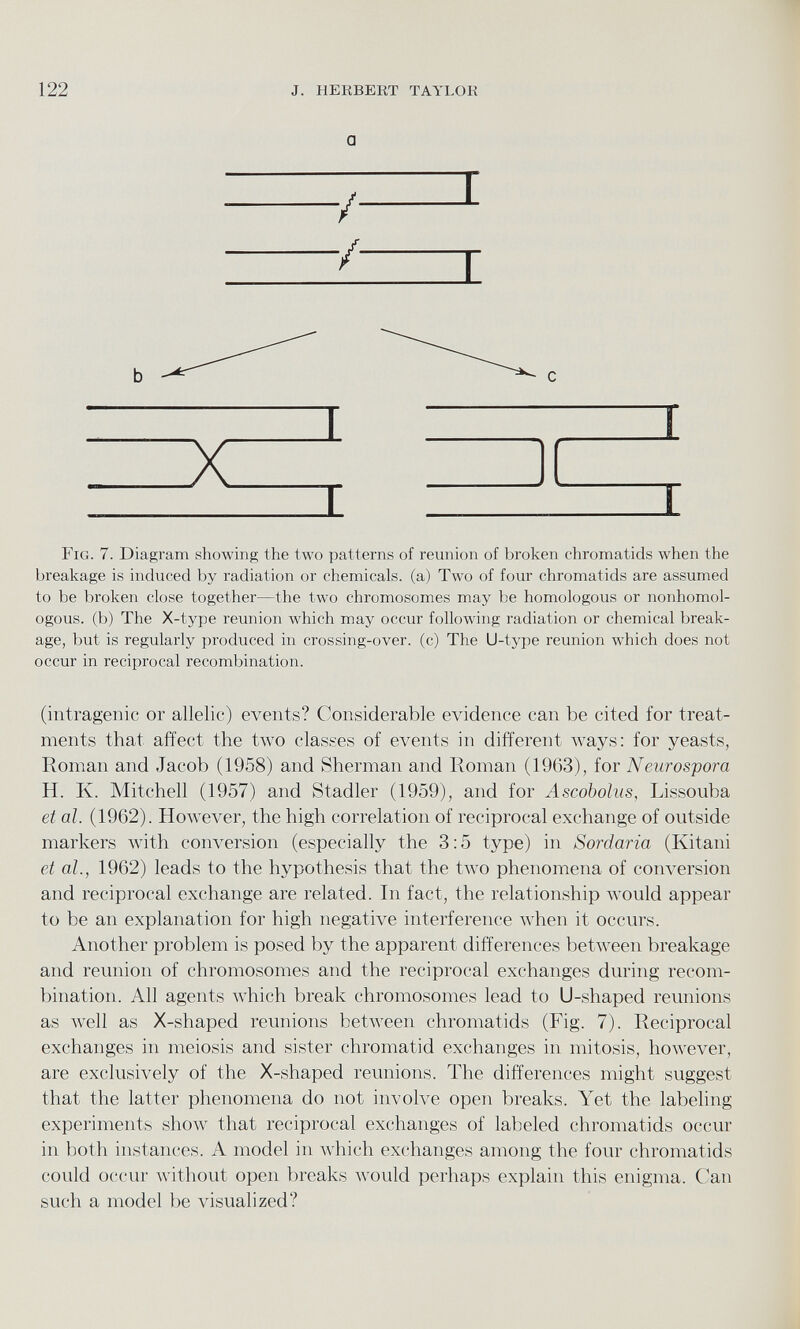 a Fig. 7. Diagram showing the two patterns of reunion of broken chromatids when the breakage is induced by radiation or chemicals, (a) Two of four chromatids are assumed to be broken close together—the two chromosomes may be homologous or nonhomol- ogous. (b) The X-type reunion which may occur following radiation or chemical break age, but is regularly produced in crossing-over, (c) The U-type reunion which does not occur in reciprocal recombination. (intragenic or allelic) events? Considerable evidence can be cited for treat ments that affect the two classes of events in different ways: for yeasts, Roman and Jacob (1958) and Sherman and Roman (1963), for Neurospora H. K. Mitchell (1957) and Stadler (1959), and for Ascobolus, Lissouba et at. (1962). However, the high correlation of reciprocal exchange of outside markers with conversion (especially the 3:5 type) in Sordarici (Kitani et at., 1962) leads to the hypothesis that the two phenomena of conversion and reciprocal exchange are related. In fact, the relationship would appear to be an explanation for high negative interference when it occurs. Another problem is posed by the apparent differences between breakage and reunion of chromosomes and the reciprocal exchanges during recom bination. All agents which break chromosomes lead to U-shaped reunions as well as X-shaped reunions between chromatids (Fig. 7). Reciprocal exchanges in meiosis and sister chromatid exchanges in mitosis, however, are exclusively of the X-shaped reunions. The differences might suggest that the latter phenomena do not involve open breaks. Yet the labeling experiments show that reciprocal exchanges of labeled chromatids occur in both instances. A model in which exchanges among the four chromatids could occur without open breaks would perhaps explain this enigma. Can such a model be visualized?