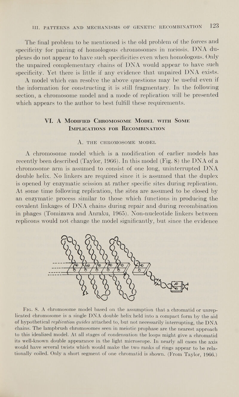 The final problem to be mentioned is the old problem of the forces and specificity for pairing of homologous chromosomes in meiosis. DNA du plexes do not appear to have such specificities even when homologous. Only the unpaired complementary chains of DNA would appear to have such specificity. Yet there is little if any evidence that unpaired DNA exists. A model which can resolve the above questions may be useful even if the information for constructing it is still fragmentary. In the following section, a chromosome model and a mode of replication will be presented which appears to the author to best fulfill these requirements. VI. A Modified Chromosome Model with Some Implications for Recombination A. THE CHROMOSOME MODEL A chromosome model which is a modification of earlier models has recently been described (Taylor, 1966). In this model (Fig. 8) the DNA of a chromosome arm is assumed to consist of one long, uninterrupted DNA double helix. No linkers are required since it is assumed that the duplex is opened by enzymatic scission at rather specific sites during replication. At some time following replication, the sites are assumed to be closed by an enzymatic process similar to those which functions in producing the covalent linkages of DNA chains during repair and during recombination in phages (Tomizawa and Anraku, 1965). Non-nucleotide linkers between replicons would not change the model significantly, but since the evidence Fig. 8. A chromosome model based on the assumption that a chromatid or unrep licated chromosome is a single DNA double helix held into a compact form by the aid of hypothetical replication guides attached to, but not necessarily interrupting, the DNA chains. The lampbrush chromosomes seen in meiotic prophase are the nearest approach to this idealized model. At all stages of condensation the loops might give a chromatid its well-known double appearance in the light microscope. In nearly all cases the axis would have several twists which would make the two ranks of rings appear to be rela- tionallv coiled. Only a short segment of one chromatid is shown. (From Taylor, 1966.)