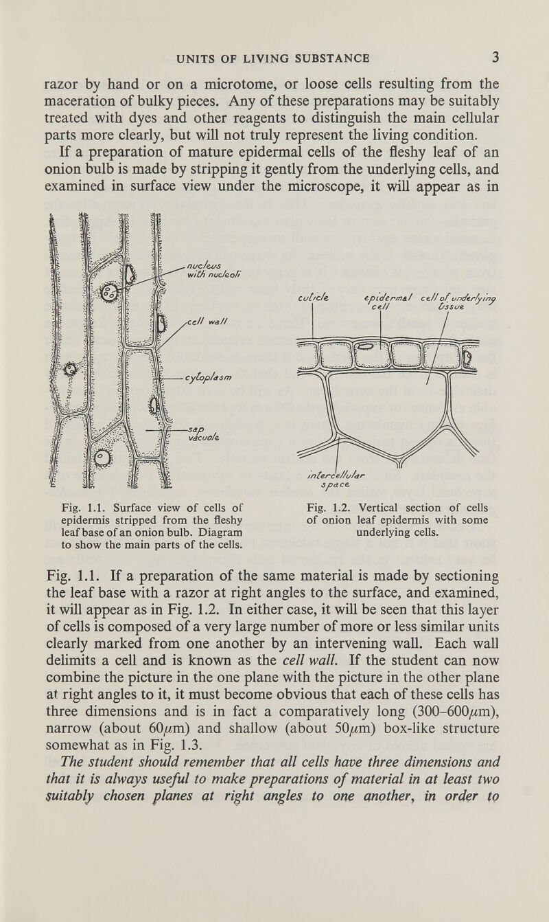 razor by hand or on a microtome, or loose cells resulting from the maceration of bulky pieces. Any of these preparations may be suitably treated with dyes and other reagents to distinguish the main cellular parts more clearly, but will not truly represent the living condition. If a preparation of mature epidermal cells of the fleshy leaf of an onion bulb is made by stripping it gently from the underlying cells, and examined in surface view under the microscope, it will appear as in to show the main parts of the cells. Fig. 1.1. If a preparation of the same material is made by sectioning the leaf base with a razor at right angles to the surface, and examined, it will appear as in Fig. 1.2. In either case, it will be seen that this layer of cells is composed of a very large number of more or less similar units clearly marked from one another by an intervening wall. Each wall delimits a cell and is known as the cell wall. If the student can now combine the picture in the one plane with the picture in the other plane at right angles to it, it must become obvious that each of these cells has three dimensions and is in fact a comparatively long (300-600/im), narrow (about bO^m) and shallow (about SO^m) box-like structure somewhat as in Fig. 1.3. The student should remember that all cells have three dimensions and that it is always useful to make preparations of material in at least two suitably chosen planes at right angles to one another, in order to Fig. 1.1. Surface view of cells of epidermis stripped from the fleshy leaf base of an onion bulb. Diagram Fig. 1.2. Vertical section of cells of onion leaf epidermis with some underlying cells.