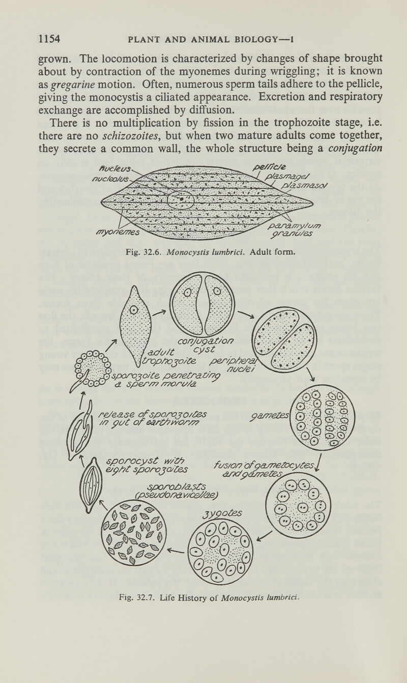 grown. The locomotion is characterized by changes of shape brought about by contraction of the myonemes during wriggling; it is known as gregarine motion. Often, numerous sperm tails adhere to the pellicle, giving the monocystis a ciliated appearance. Excretion and respiratory exchange are accomplished by diffusion. There is no multiplication by fission in the trophozoite stage, i.e. there are no schizozoites, but when two mature adults come together, they secrete a co mm on wall, the whole structure being a conjugation *T^rT- Fig. 32.6. Monocystis lumbrici. Adult form. peS/sc/e ' p/á.SS77á¿0/ pótr& my/a/ 7 ? prasso/es / V-'::;) ccn/uçat/o/7 \.y <3jC/(y/t cyst ¡¿ropPopo/te. per/p/yerc acsc/es sporo^o/te. pessetraü/yp cf sper/7? STTOrcs/d. re/e&se ofsporojo/tes so pi/t of &ar¿ys e?pP¿°ÍpoLj¿%> sporoù/asfs (pseoc/orsa. v/ce//âe) Fig. 32.7. Life History of Monocystis lumbrici.