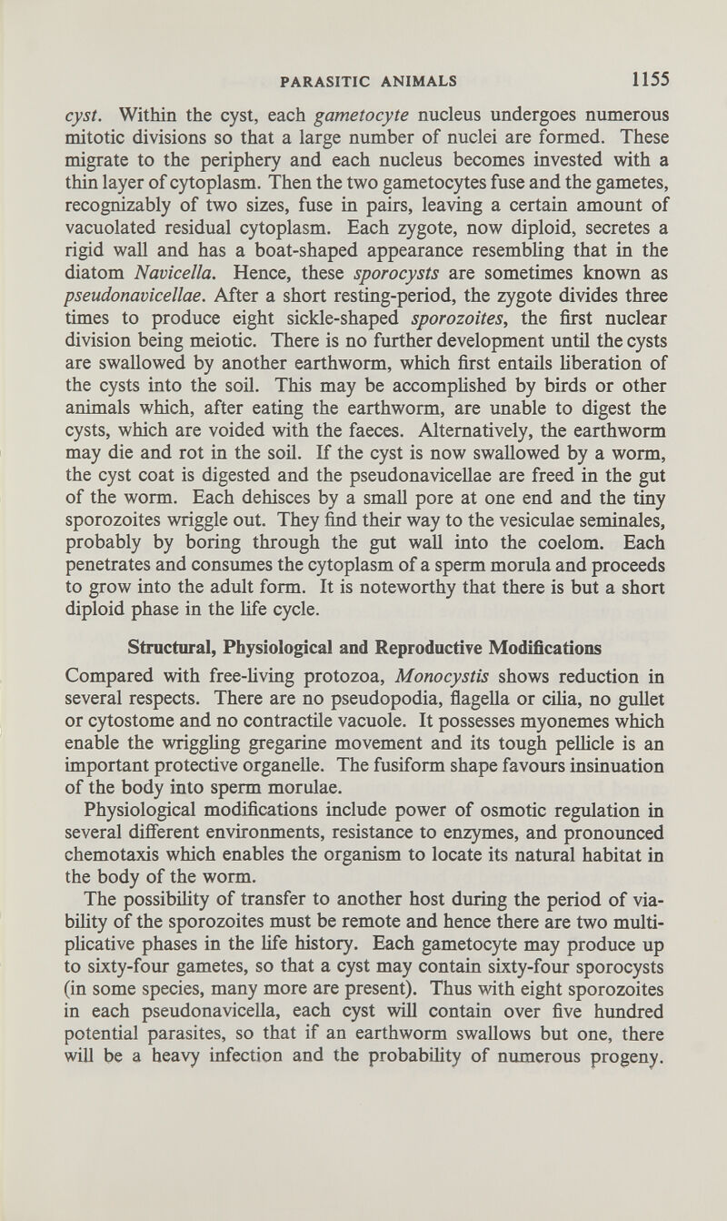 cyst. Within the cyst, each gametocyte nucleus undergoes numerous mitotic divisions so that a large number of nuclei are formed. These migrate to the periphery and each nucleus becomes invested with a thin layer of cytoplasm. Then the two gametocytes fuse and the gametes, recognizably of two sizes, fuse in pairs, leaving a certain amount of vacuolated residual cytoplasm. Each zygote, now diploid, secretes a rigid wall and has a boat-shaped appearance resembling that in the diatom Navicella. Hence, these sporocysts are sometimes known as pseudonavicellae. After a short resting-period, the zygote divides three times to produce eight sickle-shaped sporozoites, the first nuclear division being meiotic. There is no further development until the cysts are swallowed by another earthworm, which first entails liberation of the cysts into the soil. This may be accomplished by birds or other animals which, after eating the earthworm, are unable to digest the cysts, which are voided with the faeces. Alternatively, the earthworm may die and rot in the soil. If the cyst is now swallowed by a worm, the cyst coat is digested and the pseudonavicellae are freed in the gut of the worm. Each dehisces by a small pore at one end and the tiny sporozoites wriggle out. They find their way to the vesiculae seminales, probably by boring through the gut wall into the coelom. Each penetrates and consumes the cytoplasm of a sperm morula and proceeds to grow into the adult form. It is noteworthy that there is but a short diploid phase in the life cycle. Structural, Physiological and Reproductive Modifications Compared with free-living protozoa, Monocystis shows reduction in several respects. There are no pseudopodia, flagella or cilia, no gullet or cytostome and no contractile vacuole. It possesses myonemes which enable the wriggling gregarine movement and its tough pellicle is an important protective organelle. The fusiform shape favours insinuation of the body into sperm morulae. Physiological modifications include power of osmotic regulation in several different environments, resistance to enzymes, and pronounced chemotaxis which enables the organism to locate its natural habitat in the body of the worm. The possibility of transfer to another host during the period of via bility of the sporozoites must be remote and hence there are two multi plicative phases in the life history. Each gametocyte may produce up to sixty-four gametes, so that a cyst may contain sixty-four sporocysts (in some species, many more are present). Thus with eight sporozoites in each pseudonavicella, each cyst will contain over five hundred potential parasites, so that if an earthworm swallows but one, there will be a heavy infection and the probability of numerous progeny.