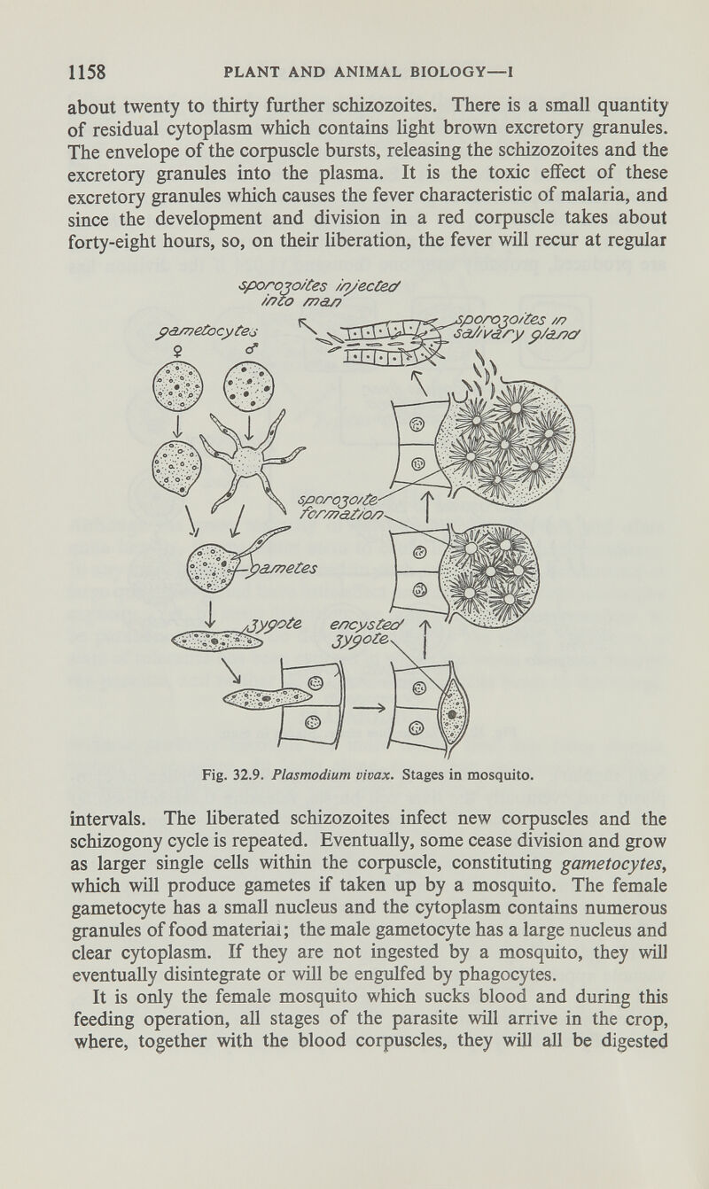 about twenty to thirty further schizozoites. There is a small quantity of residual cytoplasm which contains light brown excretory granules. The envelope of the corpuscle bursts, releasing the schizozoites and the excretory granules into the plasma. It is the toxic effect of these excretory granules which causes the fever characteristic of malaria, and since the development and division in a red corpuscle takes about forty-eight hours, so, on their liberation, the fever will recur at regular •sporo?o/tes //yecCetf //7co mas? . K — -n^rPporojo/tes //? yametocyte.s \ v. p/ay?c/ \ sporojo/Ze^ / p for/77 ïâ/netes ¿ypote e/jcystec/ \ —Ù 2 © 1 © j e/Tcystecr y jyyote, j Fig. 32.9. Plasmodium vivax. Stages in mosquito. intervals. The liberated schizozoites infect new corpuscles and the schizogony cycle is repeated. Eventually, some cease division and grow as larger single cells within the corpuscle, constituting gametocytes , which will produce gametes if taken up by a mosquito. The female gametocyte has a small nucleus and the cytoplasm contains numerous granules of food material; the male gametocyte has a large nucleus and clear cytoplasm. If they are not ingested by a mosquito, they will eventually disintegrate or will be engulfed by phagocytes. It is only the female mosquito which sucks blood and during this feeding operation, all stages of the parasite will arrive in the crop, where, together with the blood corpuscles, they will all be digested