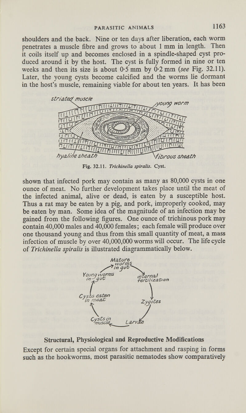 shoulders and the back. Nine or ten days after liberation, each worm penetrates a muscle fibre and grows to about 1 mm in length. Then it coils itself up and becomes enclosed in a spindle-shaped cyst pro duced around it by the host. The cyst is fully formed in nine or ten weeks and then its size is about 0-5 mm by 0*2 mm {see Fig. 32.11). Later, the young cysts become calcified and the worms lie dormant in the host’s muscle, remaining viable for about ten years. It has been shown that infected pork may contain as many as 80,000 cysts in one ounce of meat. No further development takes place until the meat of the infected animal, alive or dead, is eaten by a susceptible host. Thus a rat may be eaten by a pig, and pork, improperly cooked, may be eaten by man. Some idea of the magnitude of an infection may be gained from the following figures. One ounce of trichinous pork may contain 40,000 males and 40,000 females; each female will produce over one thousand young and thus from this small quantity of meat, a mass infection of muscle by over 40,000,000 worms will occur. The life cycle of Trichinella spiralis is illustrated diagrammatically below. Fig. 32.11. Trichinella spiralis. Cyst. Mature, Structural, Physiological and Reproductive Modifications Except for certain special organs for attachment and rasping in forms such as the hookworms, most parasitic nematodes show comparatively