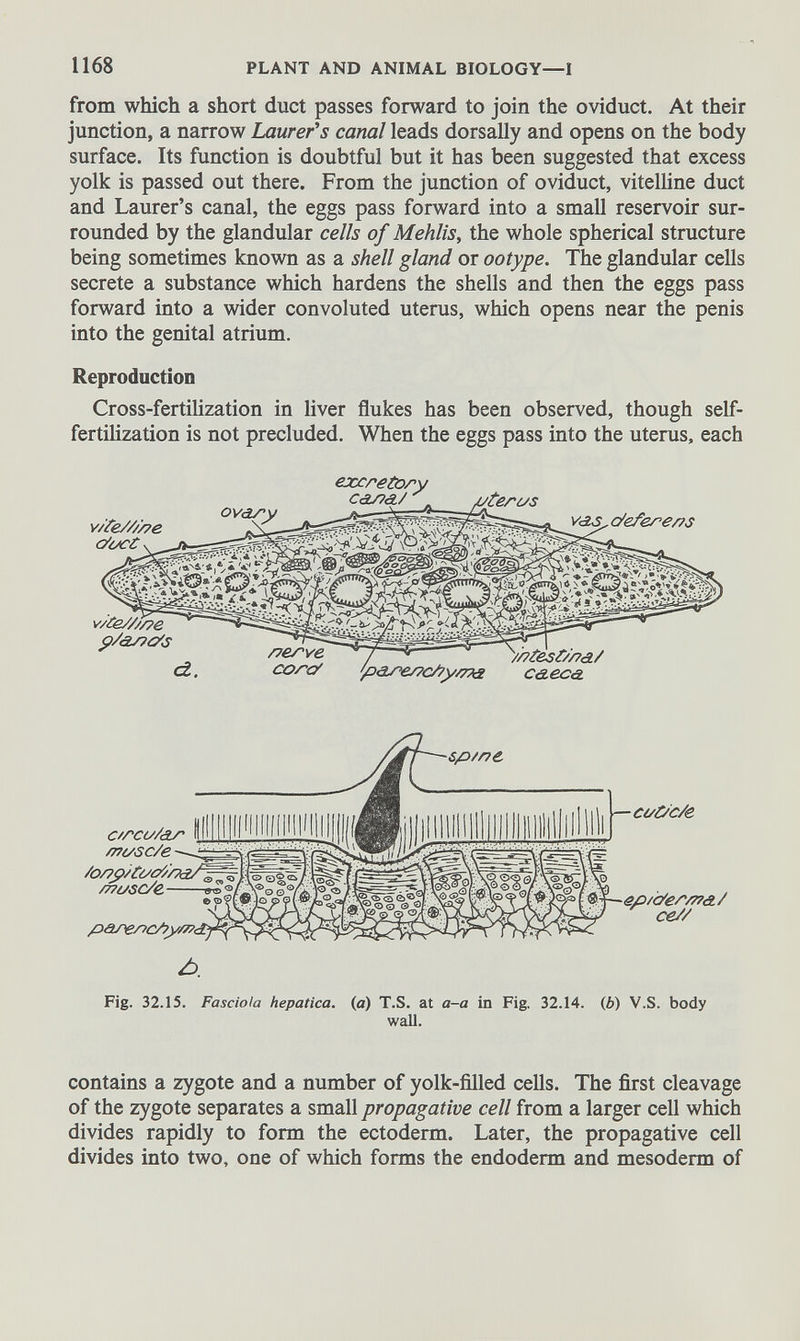 from which a short duct passes forward to join the oviduct. At their junction, a narrow Laurer's canal leads dorsally and opens on the body surface. Its function is doubtful but it has been suggested that excess yolk is passed out there. From the junction of oviduct, vitelline duct and Laurer’s canal, the eggs pass forward into a small reservoir sur rounded by the glandular cells of Mehlis, the whole spherical structure being sometimes known as a shell gland or ootype. The glandular cells secrete a substance which hardens the shells and then the eggs pass forward into a wider convoluted uterus, which opens near the penis into the genital atrium. Reproduction Cross-fertilization in liver flukes has been observed, though self- fertilization is not precluded. When the eggs pass into the uterus, each coOc/e A. Fig. 32.15. Fasciola hepática, (a) T.S. at a-a in Fig. 32.14. (b) V.S. body wall. contains a zygote and a number of yolk-filled cells. The first cleavage of the zygote separates a small propagative cell from a larger cell which divides rapidly to form the ectoderm. Later, the propagative cell divides into two, one of which forms the endoderm and mesoderm of