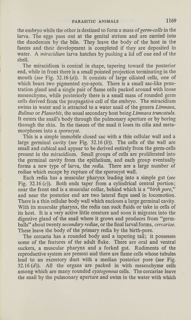 the embryo while the other is destined to form a mass of germ-cells in the larva. The eggs pass out at the genital atrium and are carried into the duodenum by the bile. They leave the body of the host in the faeces and their development is completed if they are deposited in water. A miracidium larva hatches by pushing a lid off one end of the shell. The miracidium is conical in shape, tapering toward the posterior end, while in front there is a small pointed projection terminating in the mouth ( see Fig. 32.16(a)). It consists of large ciliated cells, one of which bears two pigmented eye-spots. There is a small sac-like pene tration gland and a single pair of flame cells packed around with loose mesenchyme, while posteriorly there is a small mass of rounded germ cells derived from the propagative cell of the embryo. The miracidium swims in water and is attracted to a water snail of the genera Limnaea, Bulinus or Planorbis, the usual secondary host being Limnaea truncatula. It enters the snail’s body through the pulmonary aperture or by boring through the skin. In the tissues of the snail it loses its cilia and meta morphoses into a sporocyst. This is a simple immobile closed sac with a thin cellular wall and a large germinal cavity ( see Fig. 32.16 (b)). The cells of the wall are small and cubical and appear to be derived entirely from the germ-cells present in the miracidium. Small groups of cells are proliferated into the germinal cavity from the epithelium, and each group eventually forms a new type of larva, the redia. There are a large number of rediae which escape by rupture of the sporocyst wall. Each redia has a muscular pharynx leading into a simple gut {see Fig. 32.16(c)). Both ends taper from a cylindrical central portion; near the front end is a muscular collar, behind which is a “birth pore,“ and near the posterior end are two lateral flaps used in locomotion. There is a thin cellular body wall which encloses a large germinal cavity. With its muscular pharynx, the redia can suck fluids or take in cells of its host. It is a very active little creature and soon it migrates into the digestive gland of the snail where it grows and produces from “germ- balls” about twenty secondary rediae, or the final larval forms, cercariae. These leave the body of the primary redia by the birth-pore. The cercaria has a rounded body and a tapering tail; it possesses some of the features of the adult fluke. There are oral and ventral suckers, a muscular pharynx and a forked gut. Rudiments of the reproductive system are present and there are flame cells whose tubules lead to an excretory duct with a median posterior pore {see Fig. 32.16 {d)). All the organs are packed in with mesenchyme cells among which are many rounded cystogenous cells. The cercariae leave the snail by the pulmonary aperture and swim in the water with which