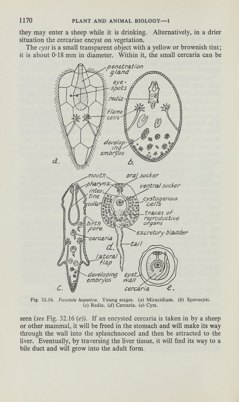 they may enter a sheep while it is drinking. Alternatively, in a drier situation the cercariae encyst on vegetation. The cyst is a small transparent object with a yellow or brownish tint; it is about 0T8 mm in diameter. Within it, the small cercaria can be Fig. 32.16. Fasciola hepatica. Young stages, (a) Miracidium. ( b ) Sporocyst. (c) Redia. ( d) Cercaria. (e) Cyst. seen (see Fig. 32.16 ( e )). If an encysted cercaria is taken in by a sheep or other mammal, it will be freed in the stomach and will make its way through the wall into the splanchnocoel and then be attracted to the liver. Eventually, by traversing the liver tissue, it will find its way to a bile duct and will grow into the adult form.