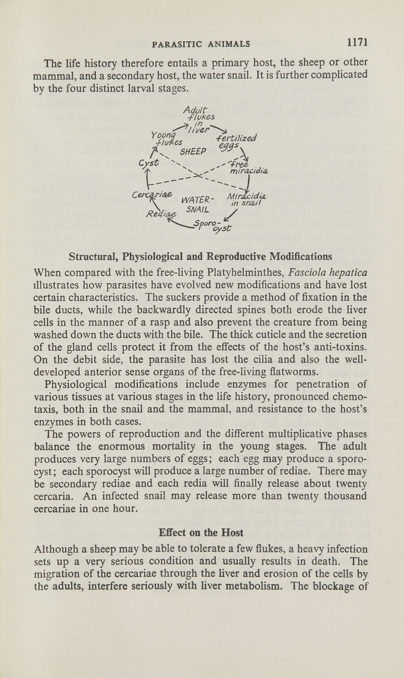 The life history therefore entails a primary host, the sheep or other mammal, and a secondary host, the water snail. It is further complicated by the four distinct larval stages. Adult -flukes v y^liver'^s |/X SHEEP M ' C /f Û \ Cesx^Jd&e Rediae water- SNAIL A re& it rax. , 4 . free ., miracidia. Miracidia in snail У oro - . cyst Structural, Physiological and Reproductive Modifications When compared with the free-living Platyhelminthes, Fasciola hepatica illustrates how parasites have evolved new modifications and have lost certain characteristics. The suckers provide a method of fixation in the bile ducts, while the backwardly directed spines both erode the fiver cells in the manner of a rasp and also prevent the creature from being washed down the ducts with the bile. The thick cuticle and the secretion of the gland cells protect it from the effects of the host’s anti-toxins. On the debit side, the parasite has lost the cilia and also the well- developed anterior sense organs of the free-living flatworms. Physiological modifications include enzymes for penetration of various tissues at various stages in the fife history, pronounced chemo- taxis, both in the snail and the mammal, and resistance to the host’s enzymes in both cases. The powers of reproduction and the different multiplicative phases balance the enormous mortality in the young stages. The adult produces very large numbers of eggs; each egg may produce a sporo- cyst; each sporocyst will produce a large number of rediae. There may be secondary rediae and each redia will finally release about twenty cercaria. An infected snail may release more than twenty thousand cercariae in one hour. Effect on the Host Although a sheep may be able to tolerate a few flukes, a heavy infection sets up a very serious condition and usually results in death. The migration of the cercariae through the fiver and erosion of the cells by the adults, interfere seriously with fiver metabolism. The blockage of