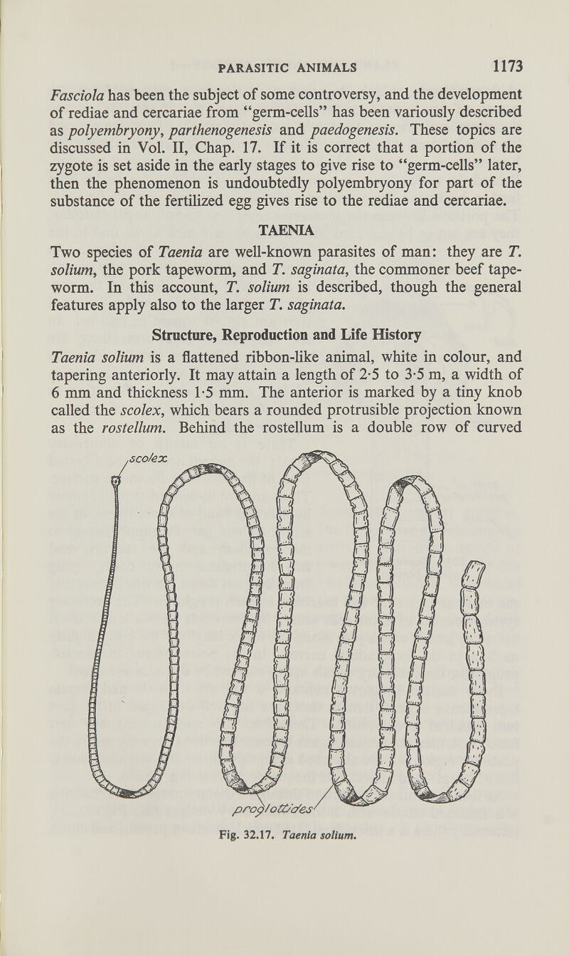 Fasciola has been the subject of some controversy, and the development of rediae and cercariae from “germ-cells” has been variously described as polyembryony, parthenogenesis and paedogenesis. These topics are discussed in Vol. II, Chap. 17. If it is correct that a portion of the zygote is set aside in the early stages to give rise to “germ-cells” later, then the phenomenon is undoubtedly polyembryony for part of the substance of the fertilized egg gives rise to the rediae and cercariae. TAENIA Two species of Taenia are well-known parasites of man: they are T. solium, the pork tapeworm, and T. saginata, the commoner beef tape worm. In this account, T. solium is described, though the general features apply also to the larger T. saginata. Structure, Reproduction and Life History Taenia solium is a flattened ribbon-like animal, white in colour, and tapering anteriorly. It may attain a length of 2-5 to 3-5 m, a width of 6 mm and thickness 1-5 mm. The anterior is marked by a tiny knob called the scolex, which bears a rounded protrusible projection known as the rostellum. Behind the rostellum is a double row of curved Fig. 32.17. Taenia solium.