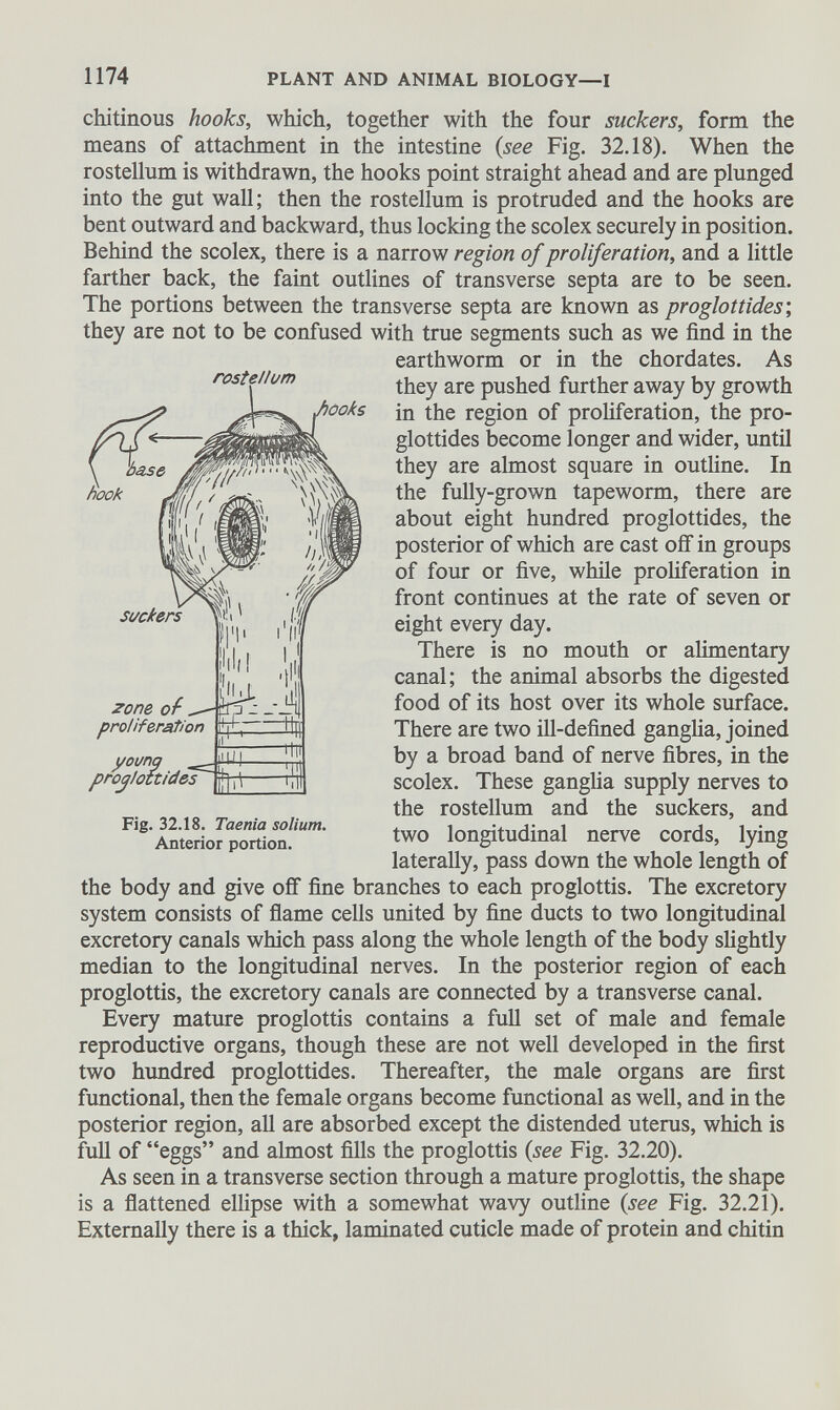 chitinous hooks, which, together with the four suckers, form the means of attachment in the intestine (see Fig. 32.18). When the rostellum is withdrawn, the hooks point straight ahead and are plunged into the gut wall; then the rostellum is protruded and the hooks are bent outward and backward, thus locking the scolex securely in position. Behind the scolex, there is a narrow region of proliferation, and a little farther back, the faint outlines of transverse septa are to be seen. The portions between the transverse septa are known as proglottides', they are not to be confused with true segments such as we find in the earthworm or in the chordates. As they are pushed further away by growth in the region of proliferation, the pro glottides become longer and wider, until they are almost square in outline. In the fully-grown tapeworm, there are about eight hundred proglottides, the posterior of which are cast oif in groups of four or five, while proliferation in front continues at the rate of seven or eight every day. There is no mouth or alimentary canal; the animal absorbs the digested food of its host over its whole surface. There are two ill-defined ganglia, joined by a broad band of nerve fibres, in the scolex. These ganglia supply nerves to the rostellum and the suckers, and two longitudinal nerve cords, lying laterally, pass down the whole length of the body and give off fine branches to each proglottis. The excretory system consists of flame cells united by fine ducts to two longitudinal excretory canals which pass along the whole length of the body slightly median to the longitudinal nerves. In the posterior region of each proglottis, the excretory canals are connected by a transverse canal. Every mature proglottis contains a full set of male and female reproductive organs, though these are not well developed in the first two hundred proglottides. Thereafter, the male organs are first functional, then the female organs become functional as well, and in the posterior region, all are absorbed except the distended uterus, which is full of “eggs” and almost fills the proglottis (see Fig. 32.20). As seen in a transverse section through a mature proglottis, the shape is a flattened ellipse with a somewhat wavy outline (see Fig. 32.21). Externally there is a thick, laminated cuticle made of protein and chitin Fig. 32.18. Taenia solium. Anterior portion.