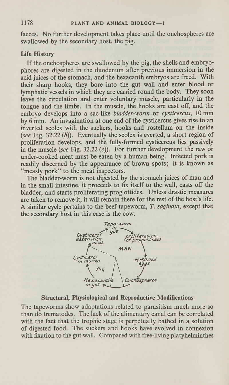 faeces. No further development takes place until the onchospheres are swallowed by the secondary host, the pig. Life History If the onchospheres are swallowed by the pig, the shells and embryo- phores are digested in the duodenum after previous immersion in the acid juices of the stomach, and the hexacanth embryos are freed. With their sharp hooks, they bore into the gut wall and enter blood or lymphatic vessels in which they are carried round the body. They soon leave the circulation and enter voluntary muscle, particularly in the tongue and the limbs. In the muscle, the hooks are cast off, and the embryo develops into a sac-like bladder-worm or cysticercus, 10 mm by 6 mm. An invagination at one end of the cysticercus gives rise to an inverted scolex with the suckers, hooks and rostellum on the inside (see Fig. 32.22 (b)). Eventually the scolex is everted, a short region of proliferation develops, and the fully-formed cysticercus lies passively in the muscle (see Fig. 32.22 (c)). For further development the raw or under-cooked meat must be eaten by a human being. Infected pork is readily discerned by the appearance of brown spots; it is known as “measly pork” to the meat inspectors. The bladder-worm is not digested by the stomach juices of man and in the small intestine, it proceeds to fix itself to the wall, casts off the bladder, and starts proliferating proglottides. Unless drastic measures are taken to remove it, it will remain there for the rest of the host’s life. A similar cycle pertains to the beef tapeworm, T. saginata, except that the secondary host in this case is the cow. Structural, Physiological and Reproductive Modifications The tapeworms show adaptations related to parasitism much more so than do trematodes. The lack of the alimentary canal can be correlated with the fact that the trophic stage is perpetually bathed in a solution of digested food. The suckers and hooks have evolved in connexion with fixation to the gut wall. Compared with free-living platyhelminthes Tape-worm -, in —^