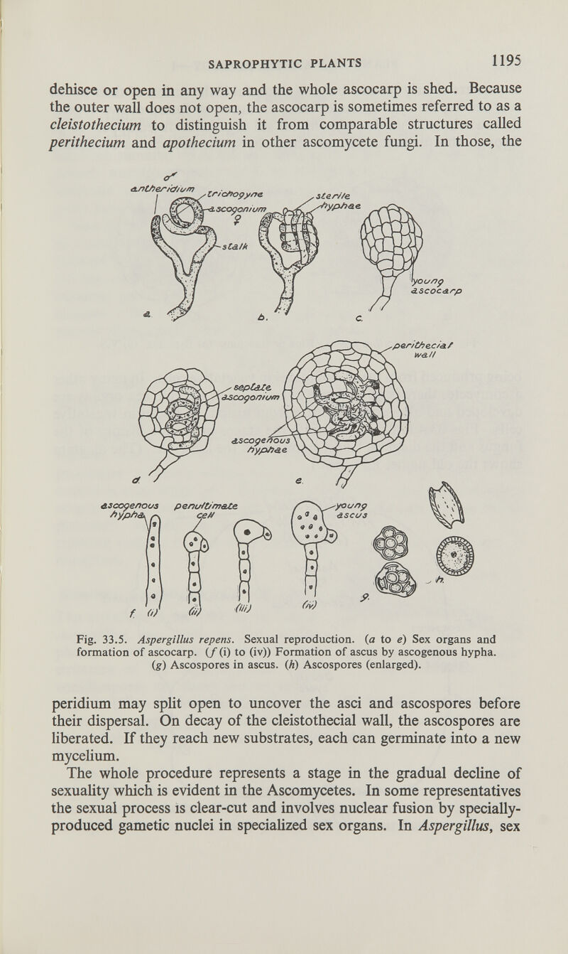 dehisce or open in any way and the whole ascocarp is shed. Because the outer wall does not open, the ascocarp is sometimes referred to as a cleistothecium to distinguish it from comparable structures called perithecium and apothecium in other ascomycete fungi. In those, the Fig. 33.5. Aspergillus repens. Sexual reproduction, (a to e) Sex organs and formation of ascocarp. (f (i) to (iv)) Formation of ascus by ascogenous hypha. (g) Ascospores in ascus. (h) Ascospores (enlarged). peridium may split open to uncover the asci and ascospores before their dispersal. On decay of the cleistothecial wall, the ascospores are liberated. If they reach new substrates, each can germinate into a new mycelium. The whole procedure represents a stage in the gradual decline of sexuality which is evident in the Ascomycetes. In some representatives the sexual process is clear-cut and involves nuclear fusion by specially- produced gametic nuclei in specialized sex organs. In Aspergillus, sex